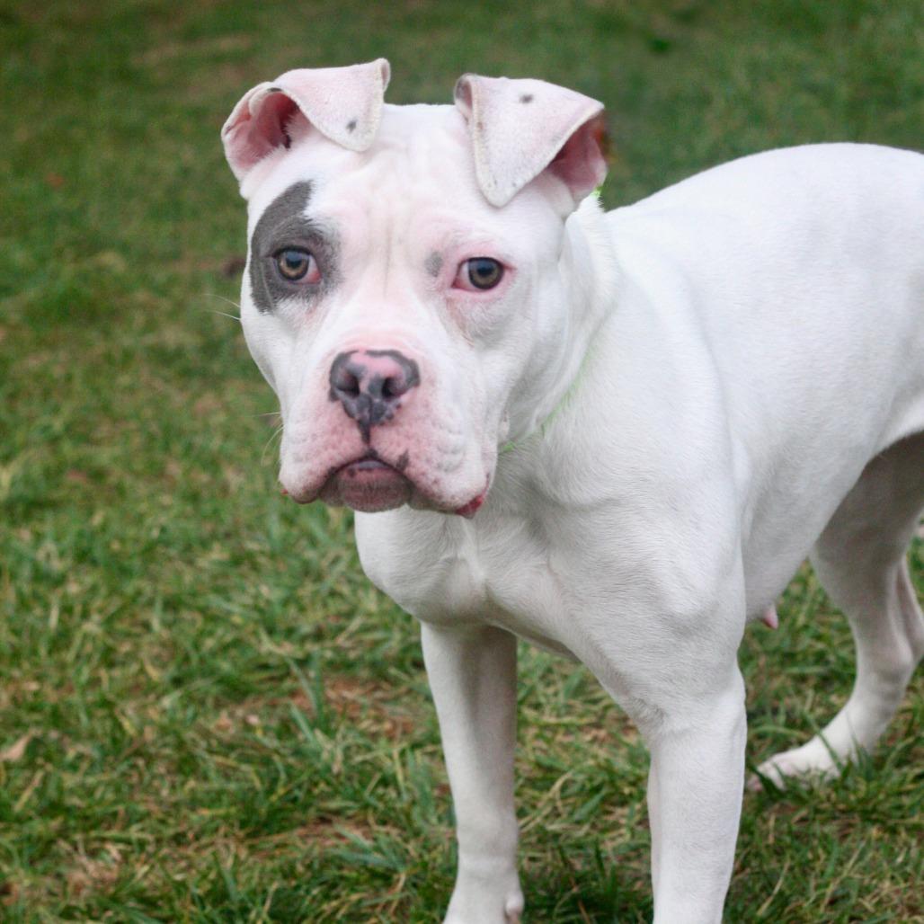 Enlarge Ashley, a Adoptable Mixed Breed in Allentown, PA image 3/3