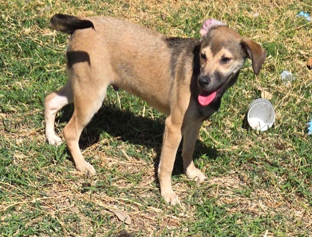 Albert, a Adoptable mixed breed in San Antonio, TX image 1/3