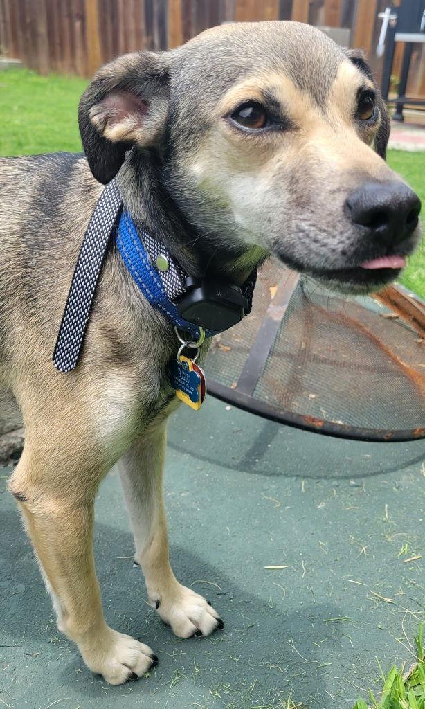 Albert, a Adoptable mixed breed in San Antonio, TX image 2/3