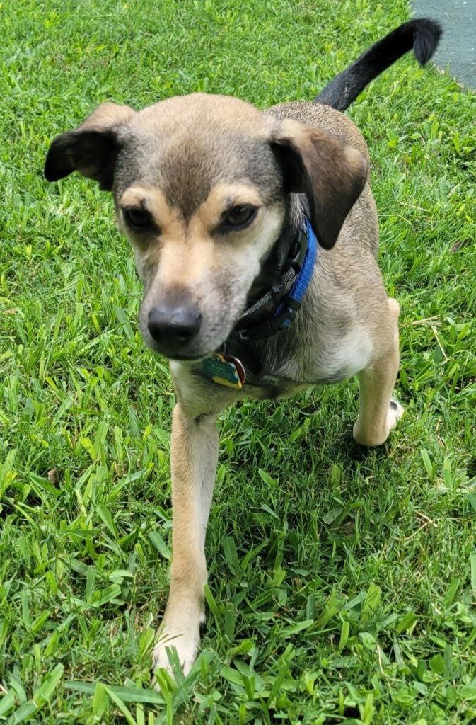 Albert, a Adoptable mixed breed in San Antonio, TX image 3/3