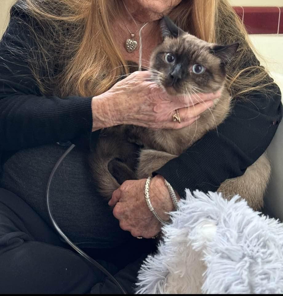audemar, an adopted Siamese in Beverly Hills, CA image 1/2