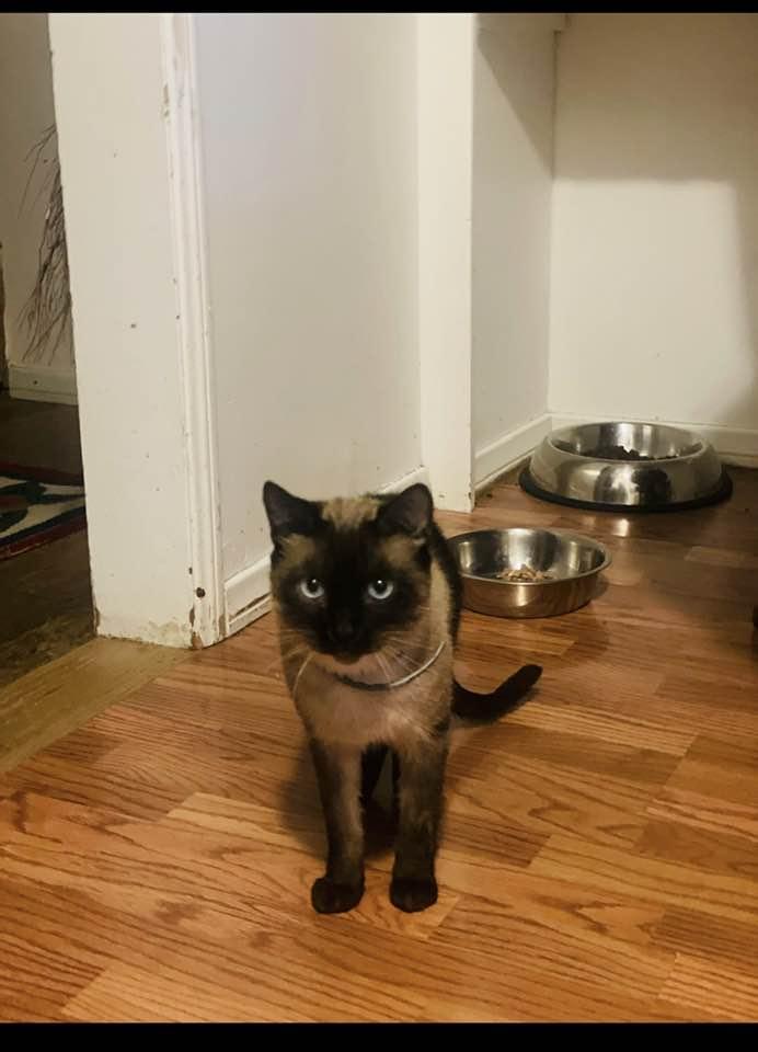 audemar, an adopted Siamese in Beverly Hills, CA image 2/2
