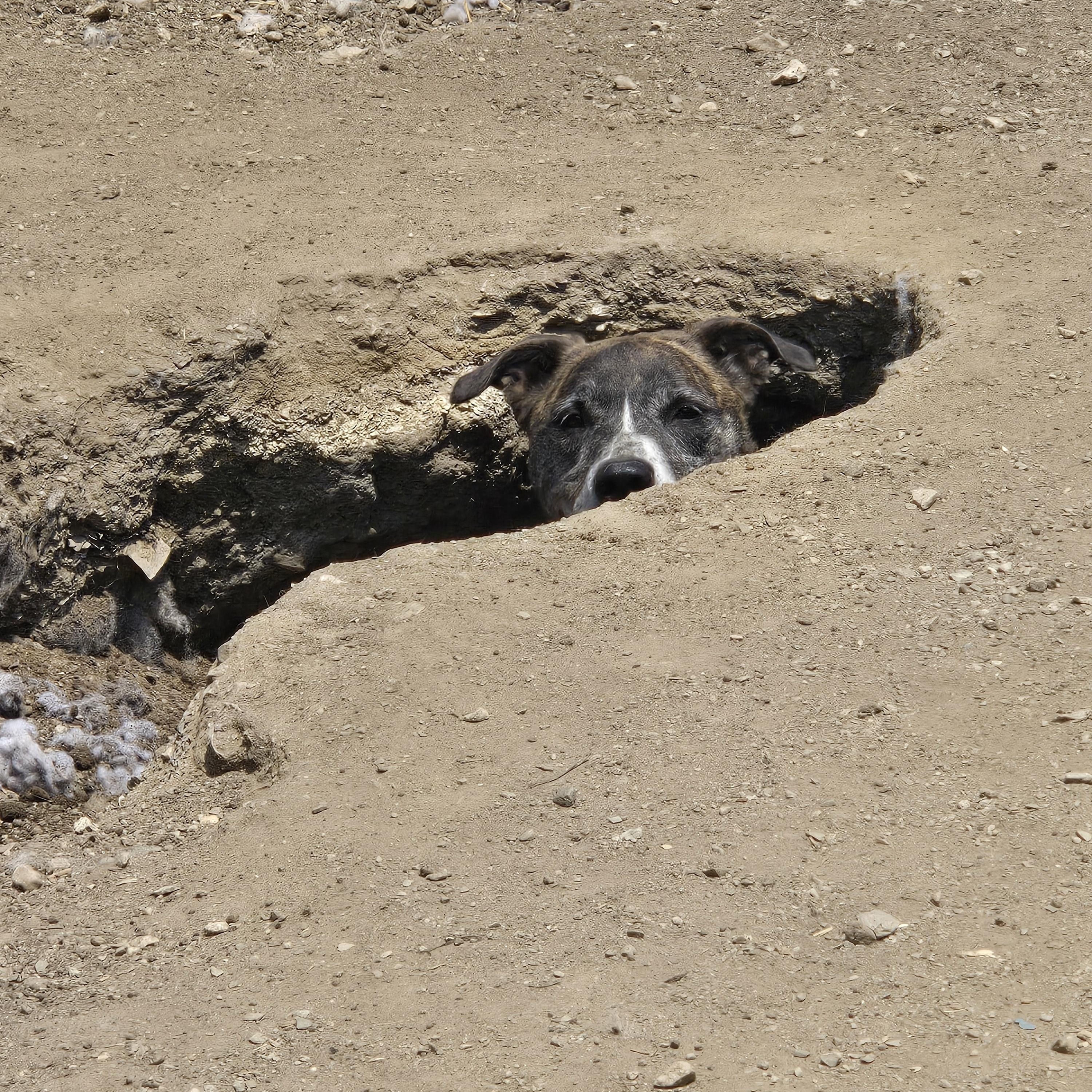 Colt, a Adopted mixed breed in Delphi, IN image 4/4