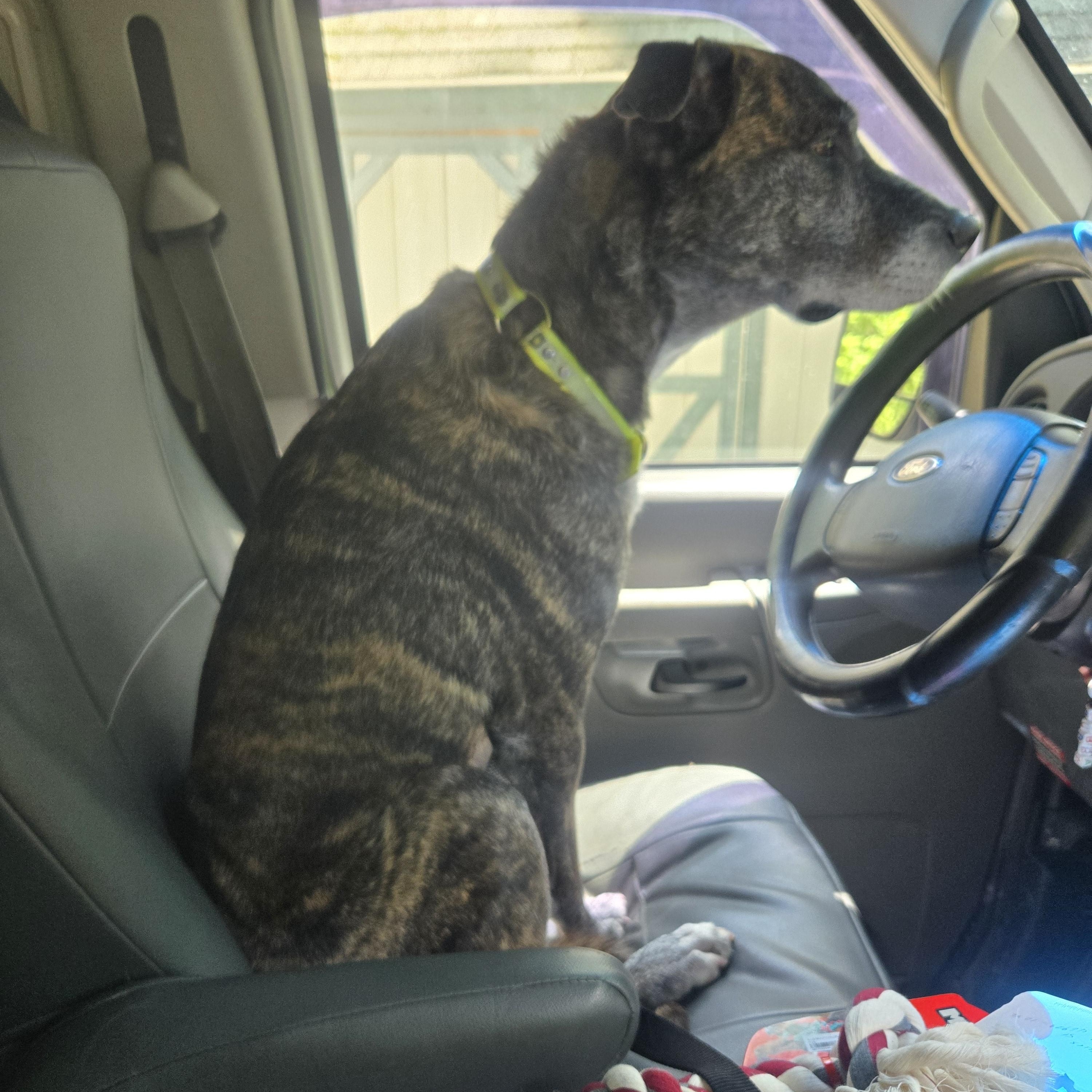 Colt, a Adopted mixed breed in Delphi, IN image 2/4