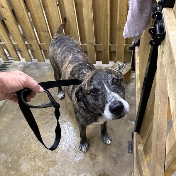 Colt, Adopted, Adult Male Mixed Breed & Mountain Cur.