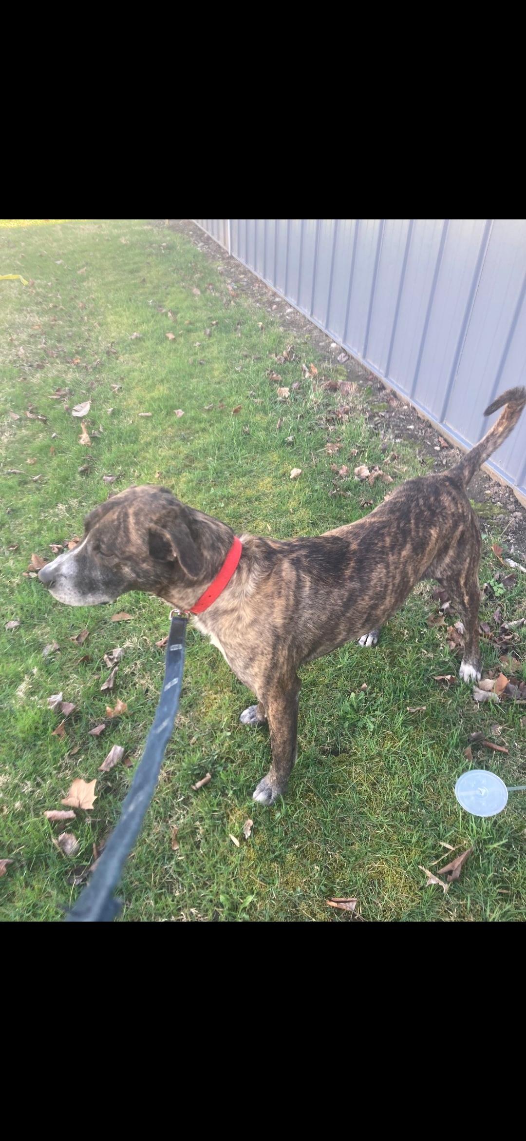 Colt, a Adopted mixed breed in Delphi, IN image 3/4