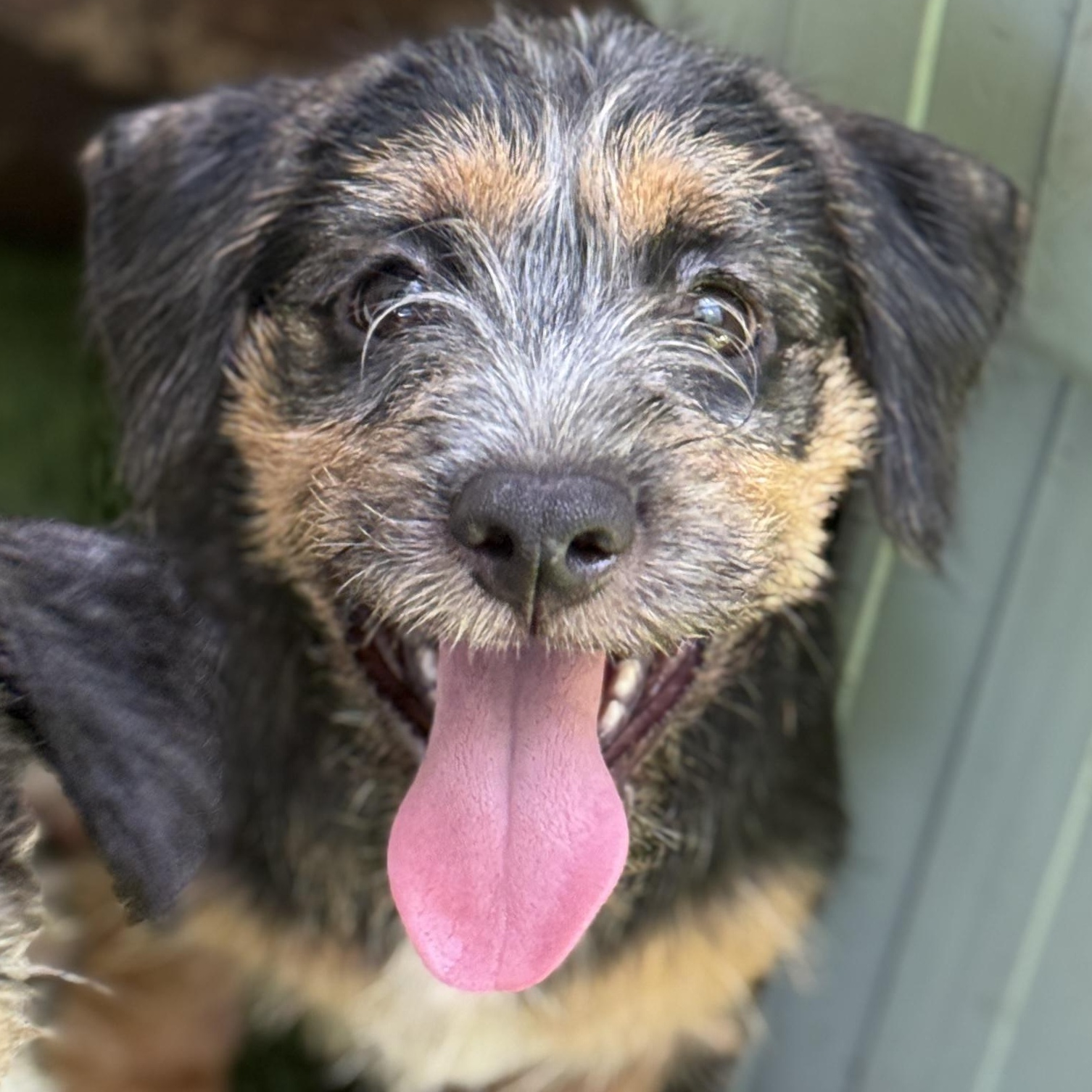 Enlarge Chucky, a ADOPTABLE mixed breed in Deltona, FL image 2/4