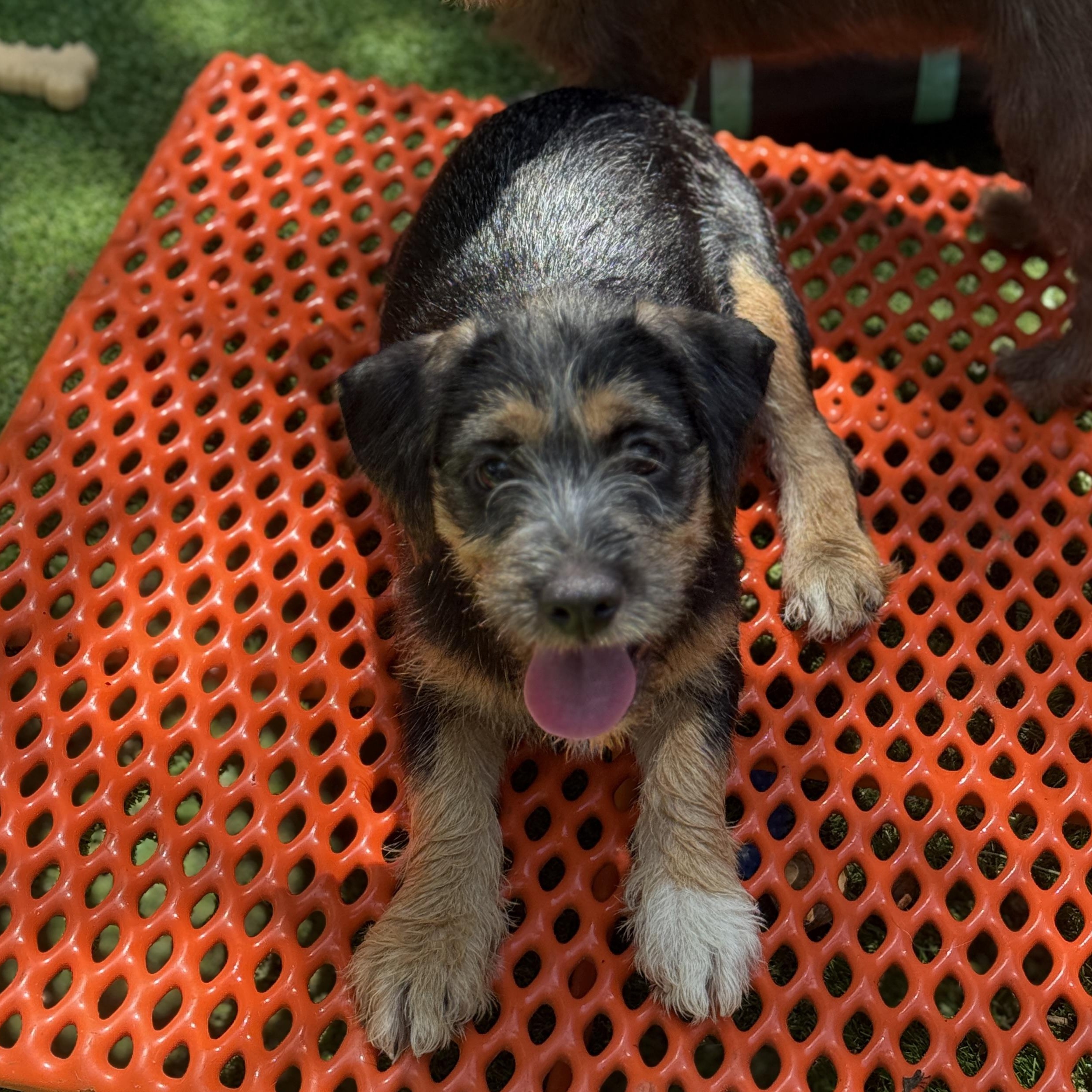 Enlarge Chucky, a ADOPTABLE mixed breed in Deltona, FL image 3/4