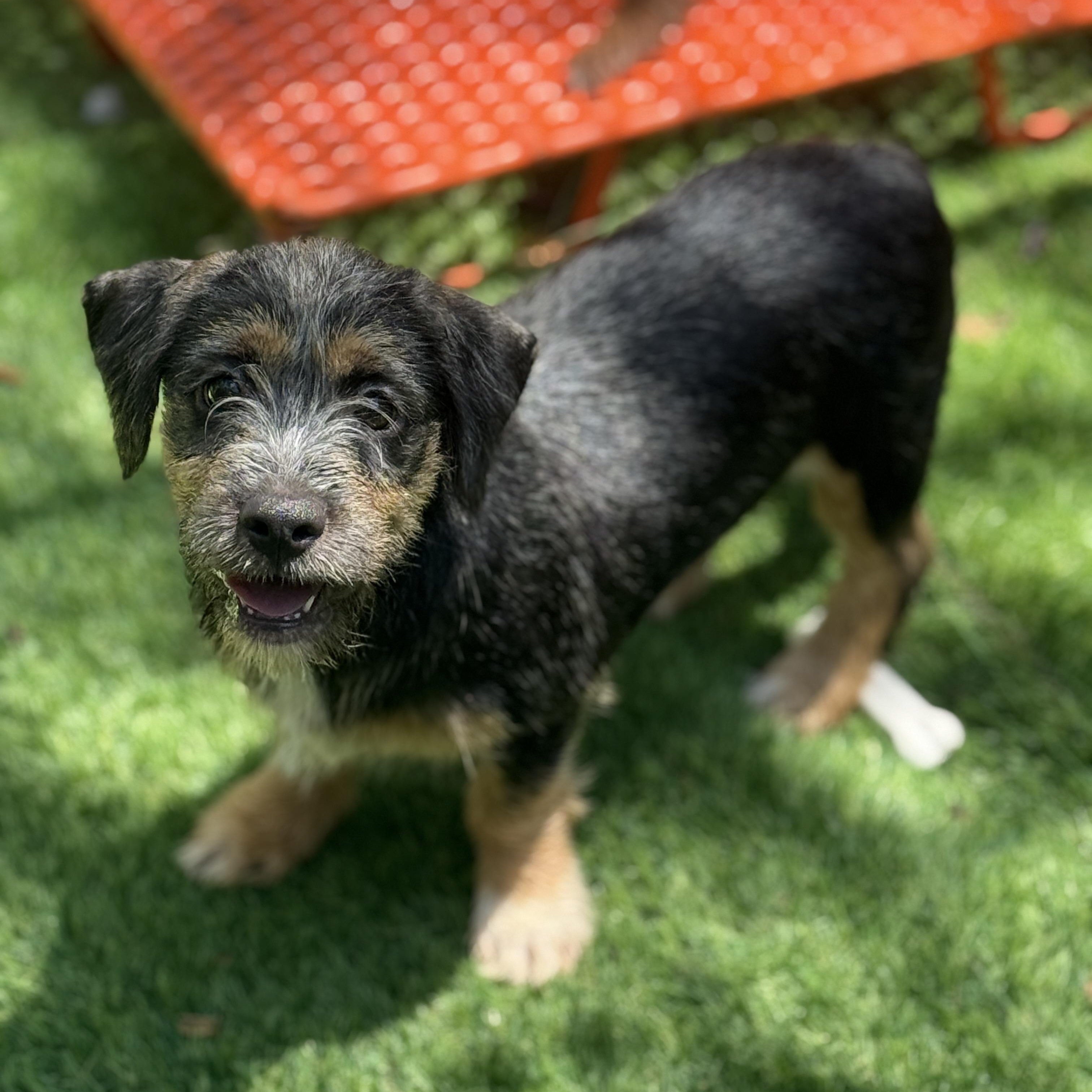 Enlarge Chucky, a ADOPTABLE mixed breed in Deltona, FL image 1/4