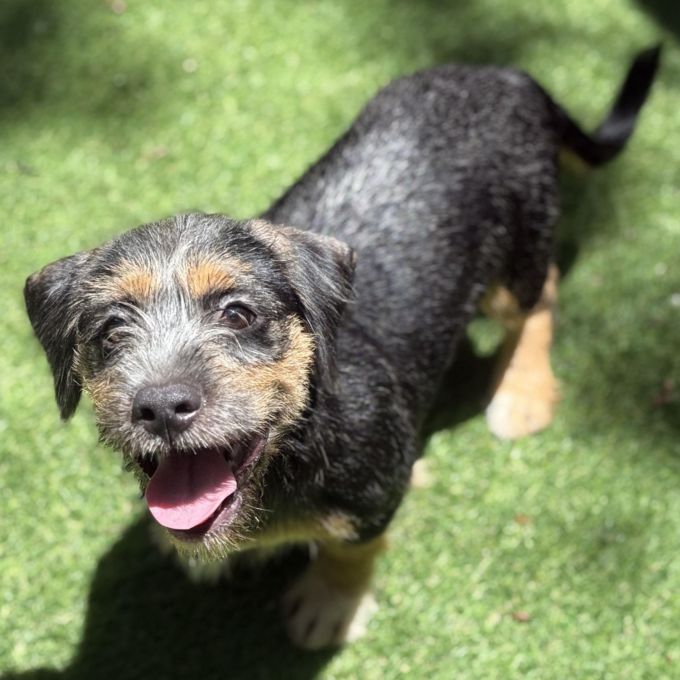 Enlarge Chucky, a ADOPTABLE mixed breed in Deltona, FL image 4/4
