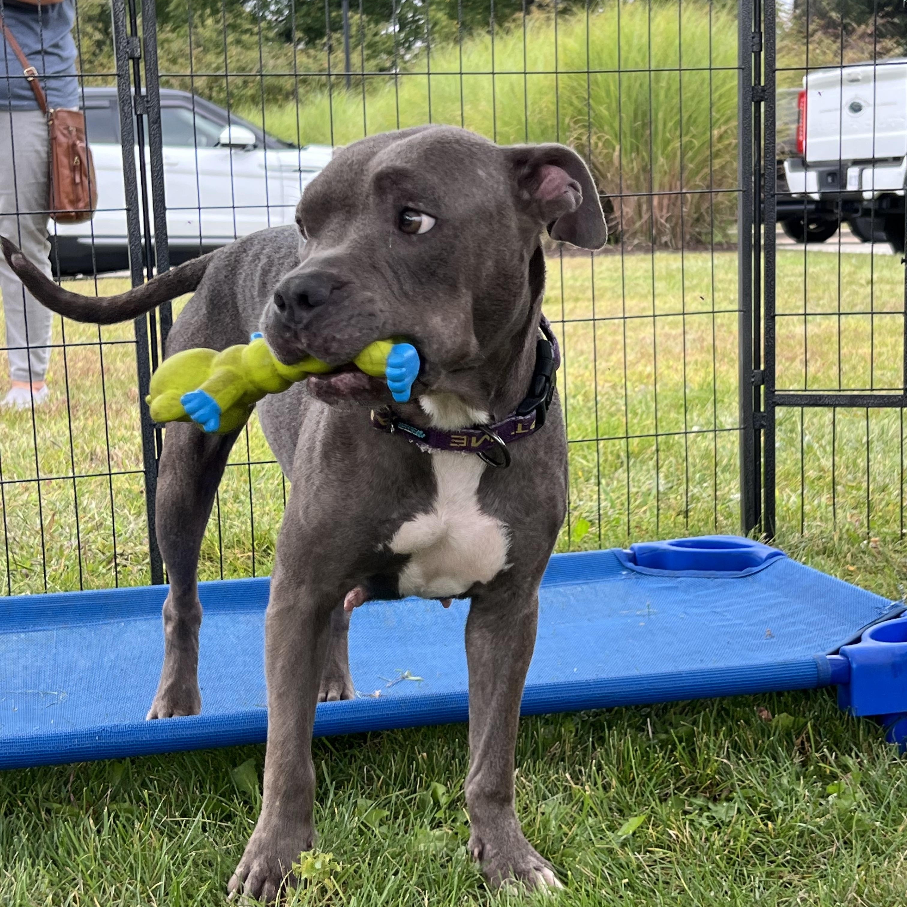 Mama Violet, Adoptable, Young Female American Staffordshire Terrier.