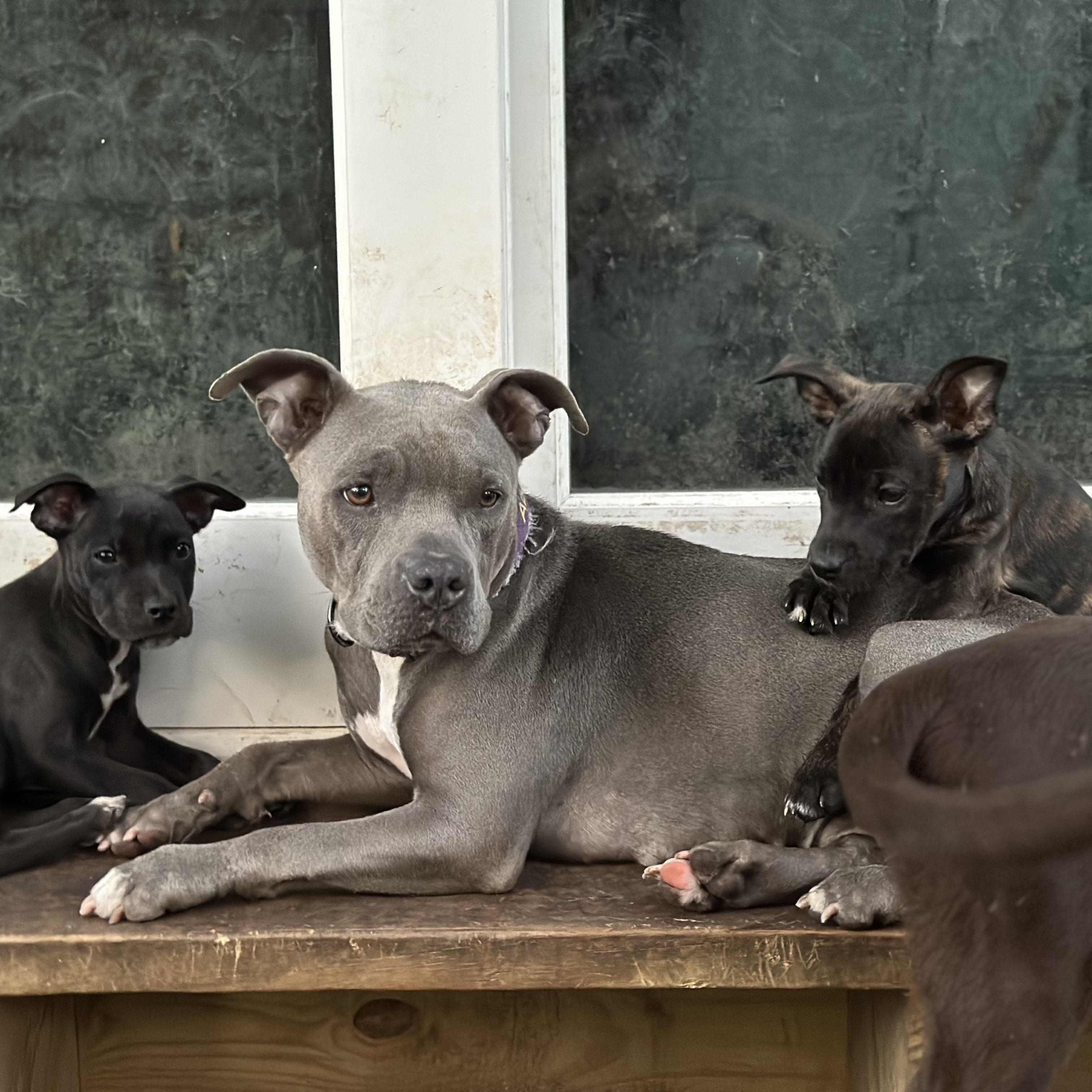 Enlarge Mama Violet, a Adoptable mixed breed in Wilmington, IL image 2/5