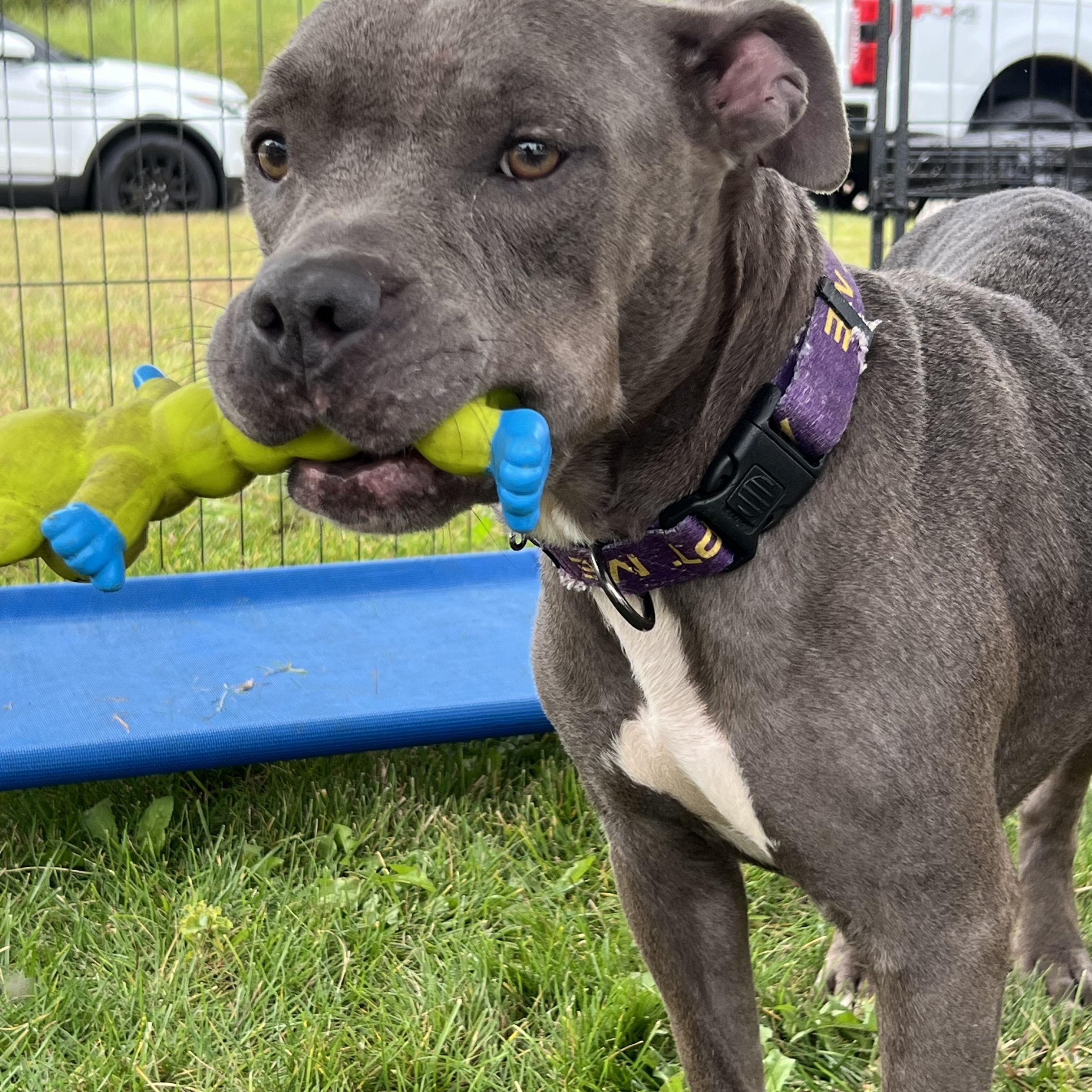 Enlarge Mama Violet, a Adoptable mixed breed in Wilmington, IL image 5/5