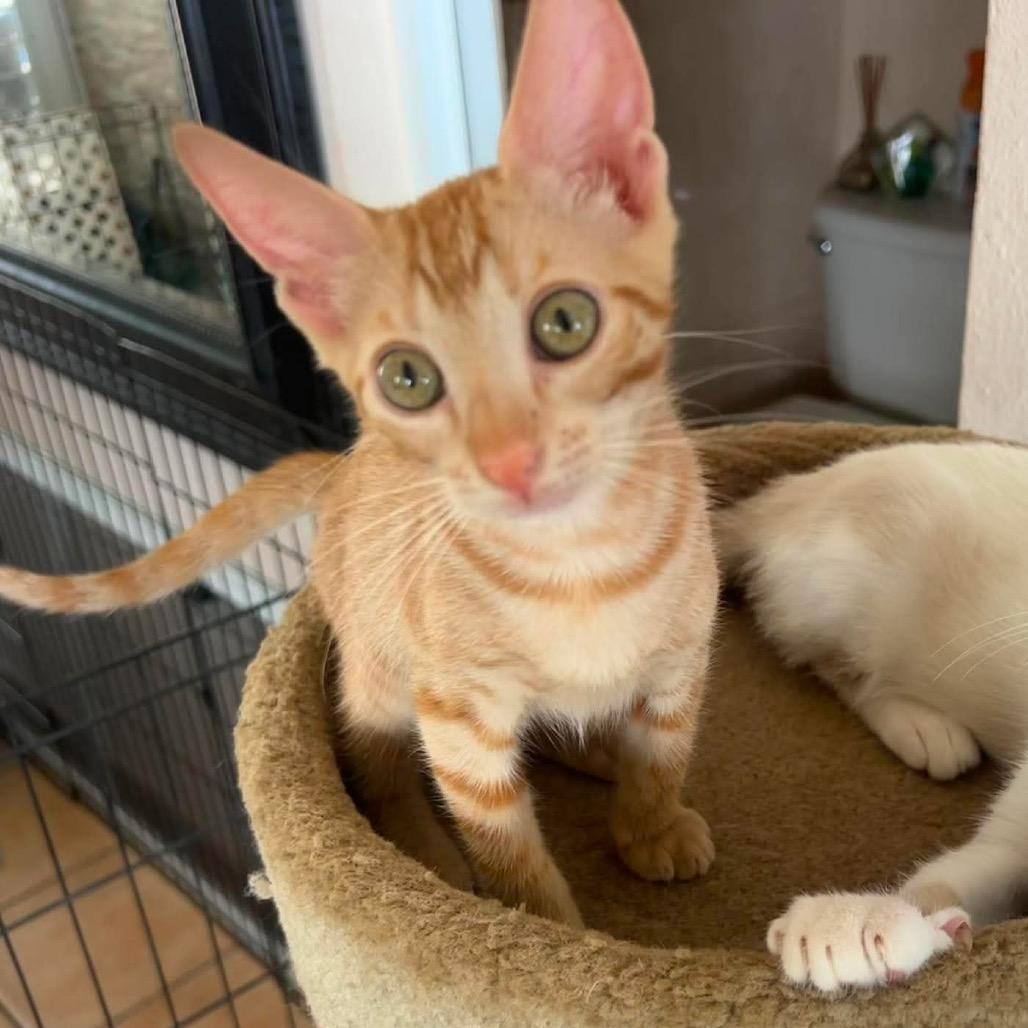 Cinnamon, Adoptable, Kitten Female Domestic Short Hair.