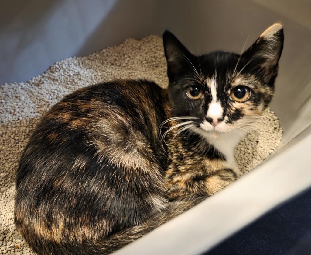Enlarge Purrlene, a Adoptable Calico in Buford, GA image 1/2
