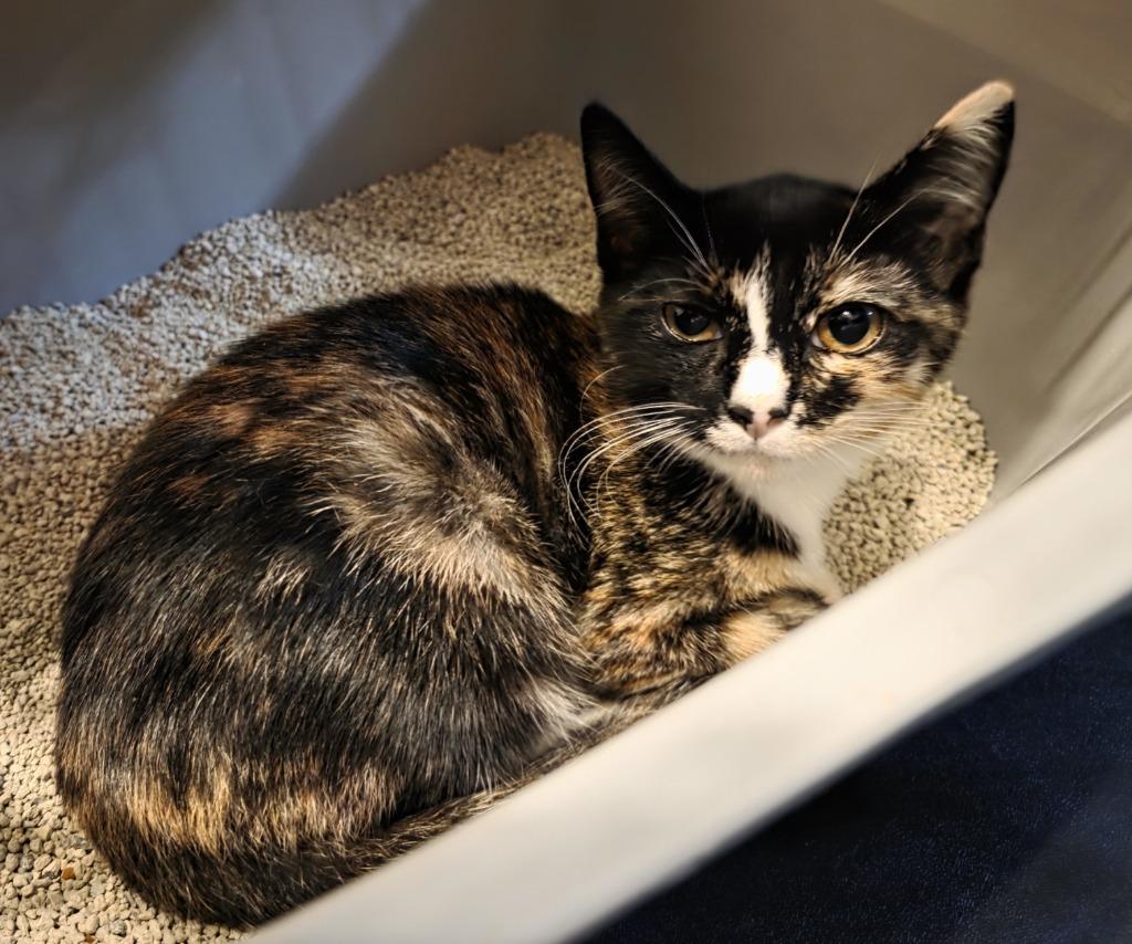 Enlarge Purrlene, a Adoptable Calico in Buford, GA image 2/2