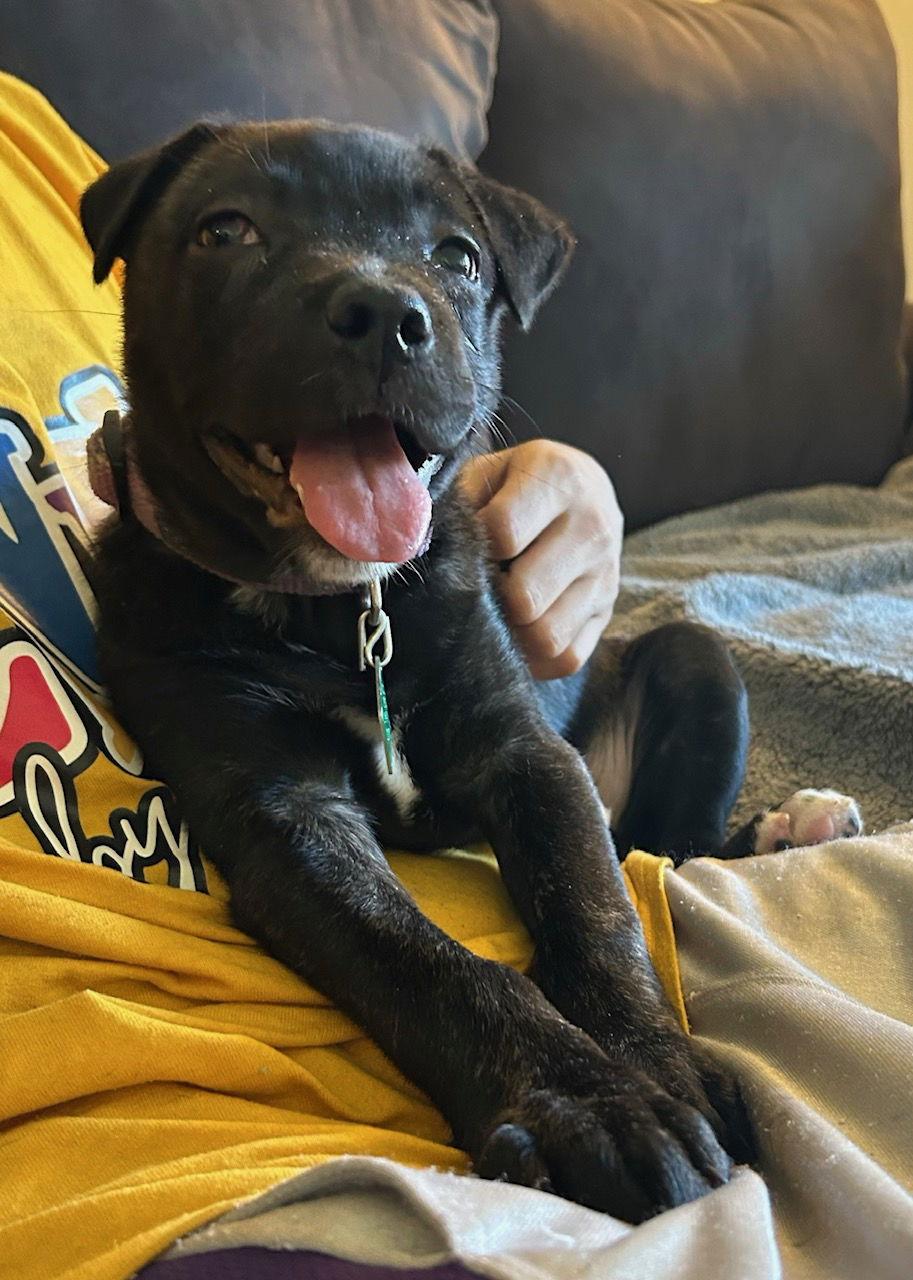 Syconia, Adoptable, Puppy Female Shepherd & Labrador Retriever.