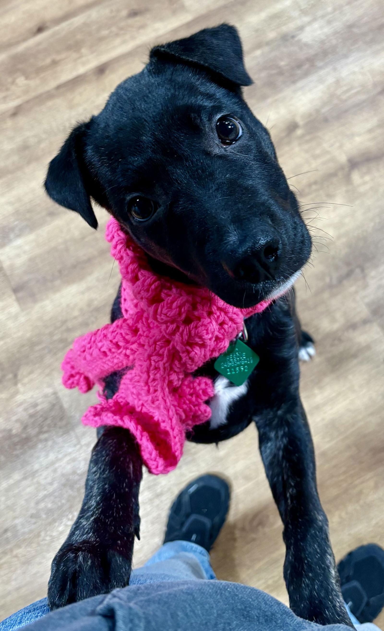 Enlarge Syconia, a Adoptable mixed breed in Oxford, MI image 2/2