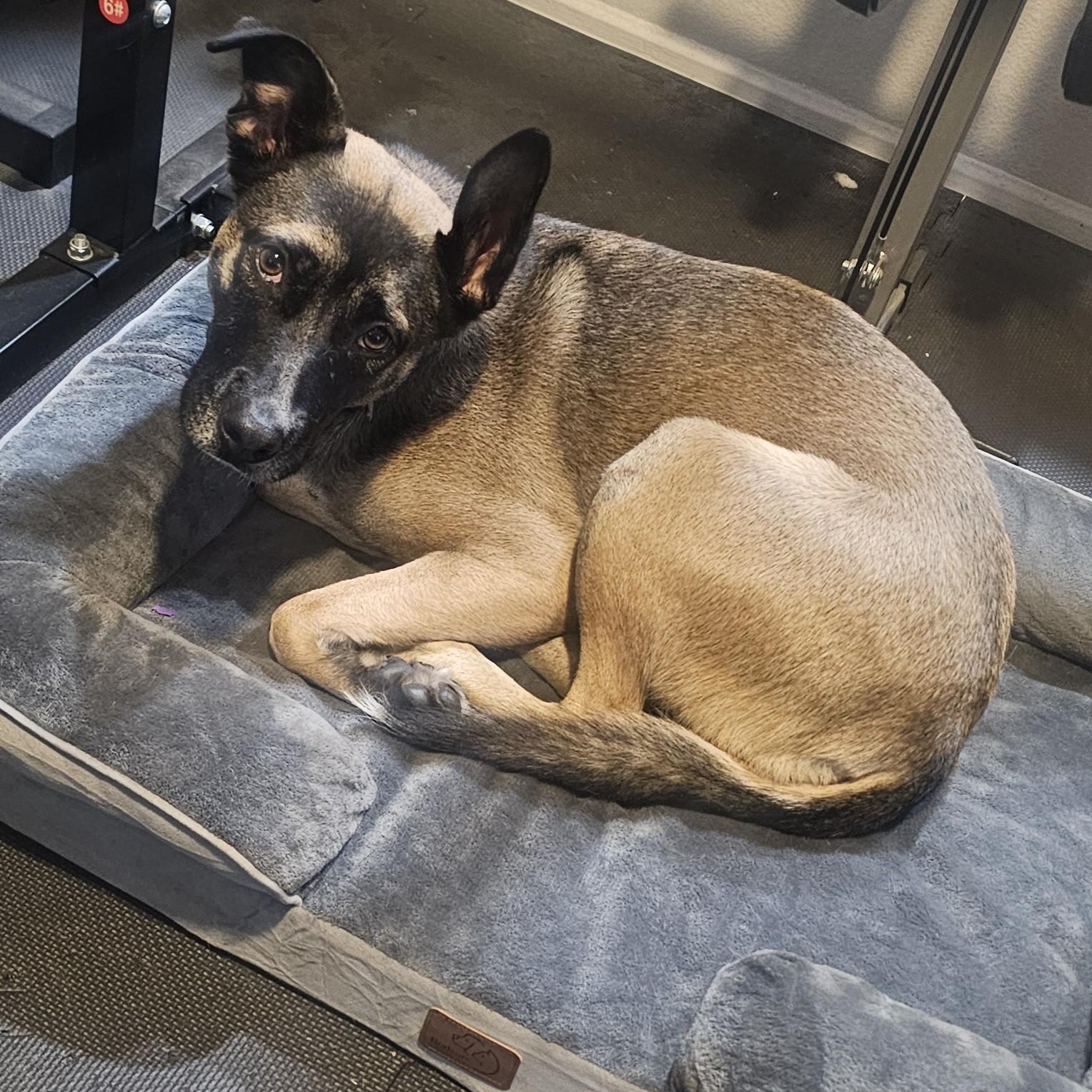 Enlarge Fig, a Adoptable mixed breed in Tarzana, CA image 3/6