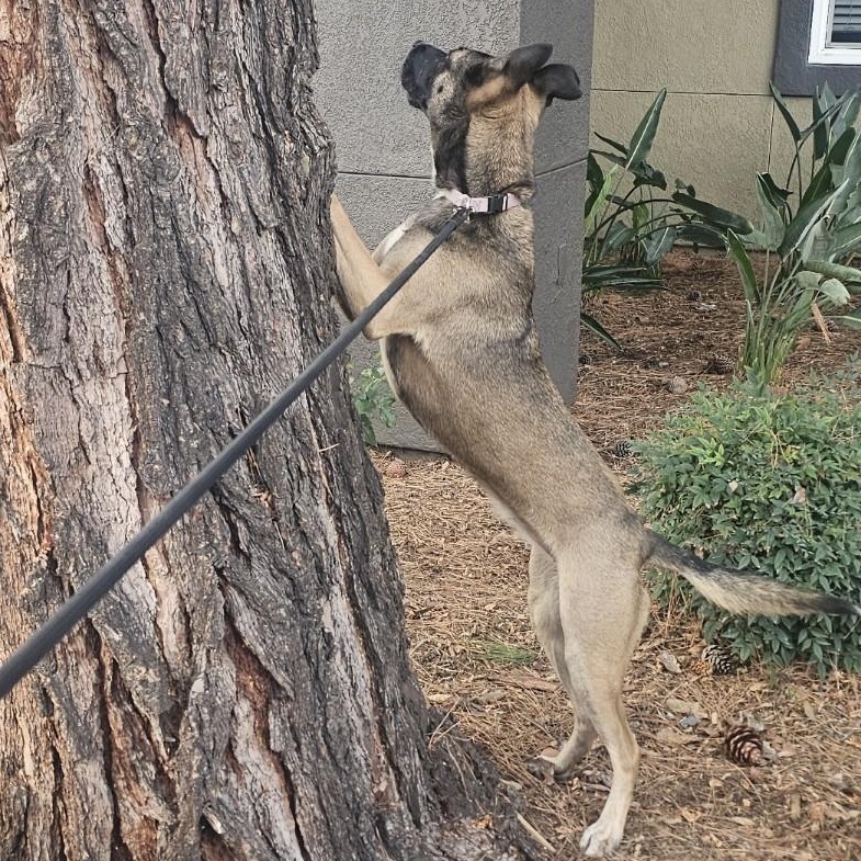 Enlarge Fig, a Adoptable mixed breed in Tarzana, CA image 6/6