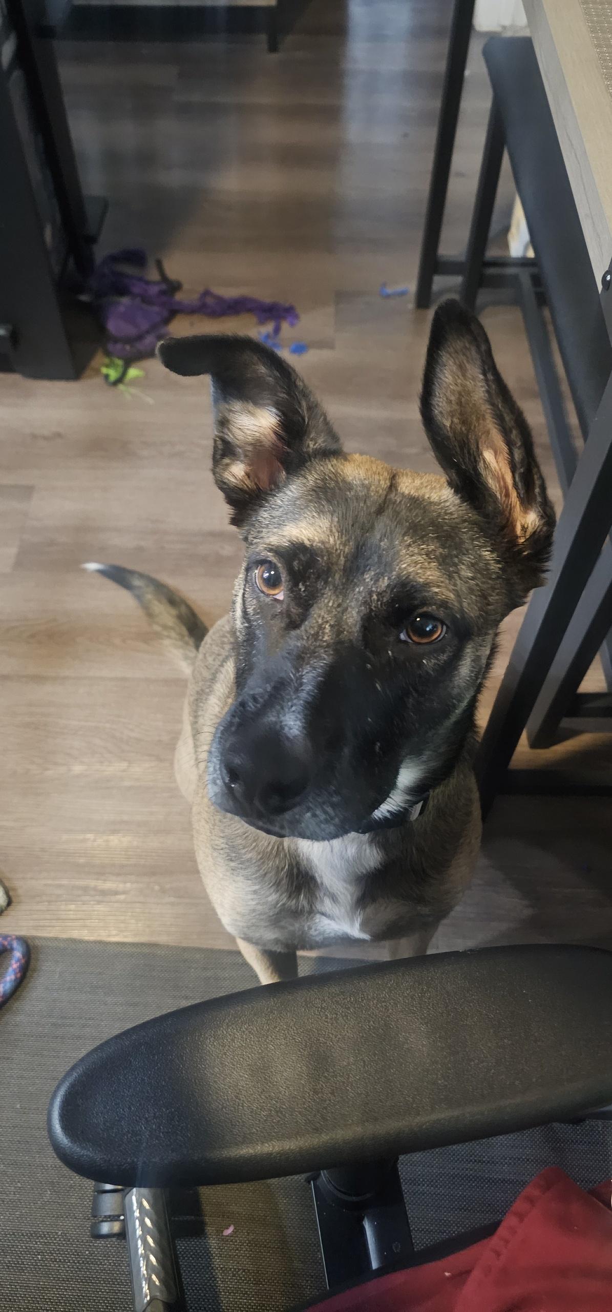 Enlarge Fig, a Adoptable mixed breed in Tarzana, CA image 1/6