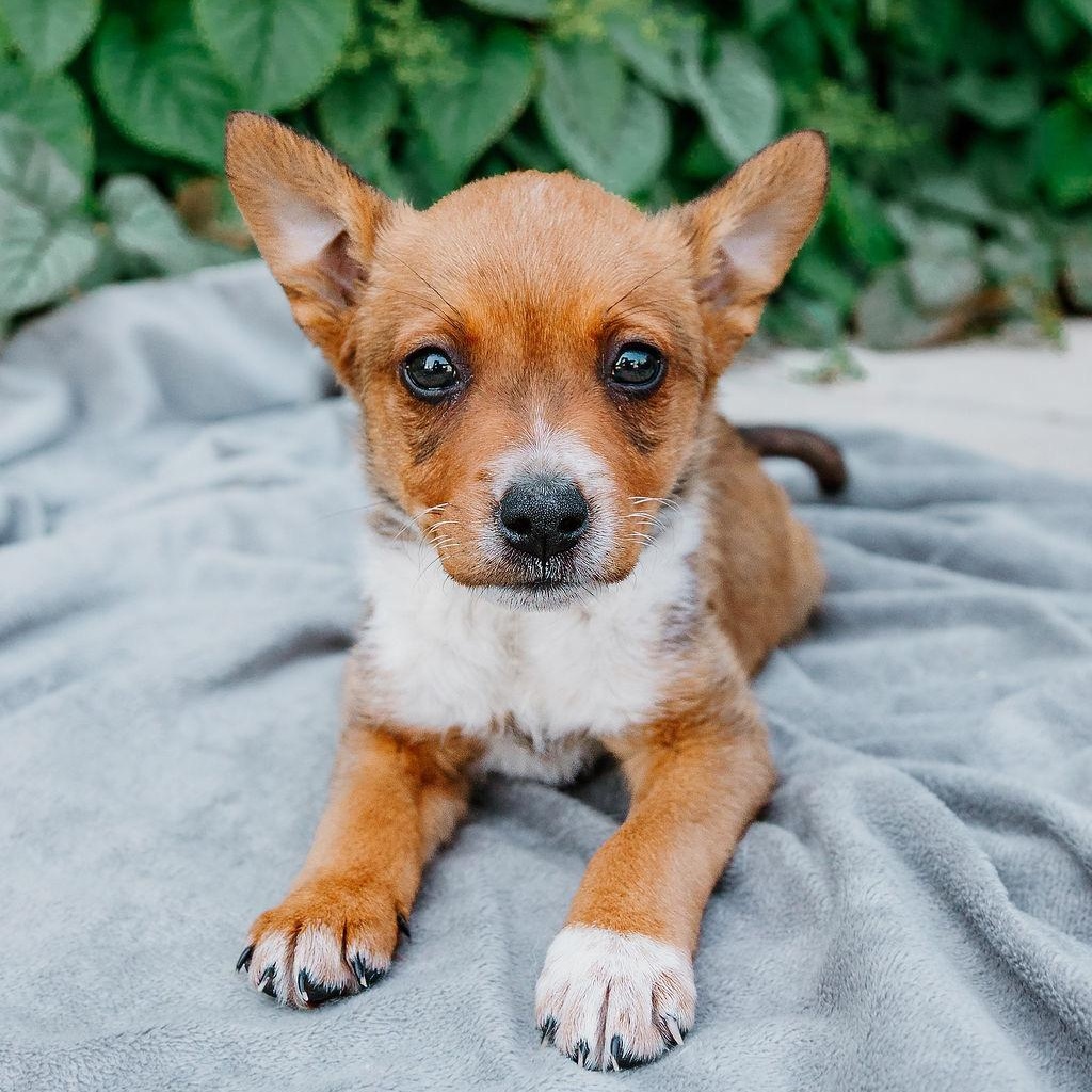 Bluey, ADOPTABLE, Puppy Male Australian Cattle Dog / Blue Heeler & Mixed Breed.