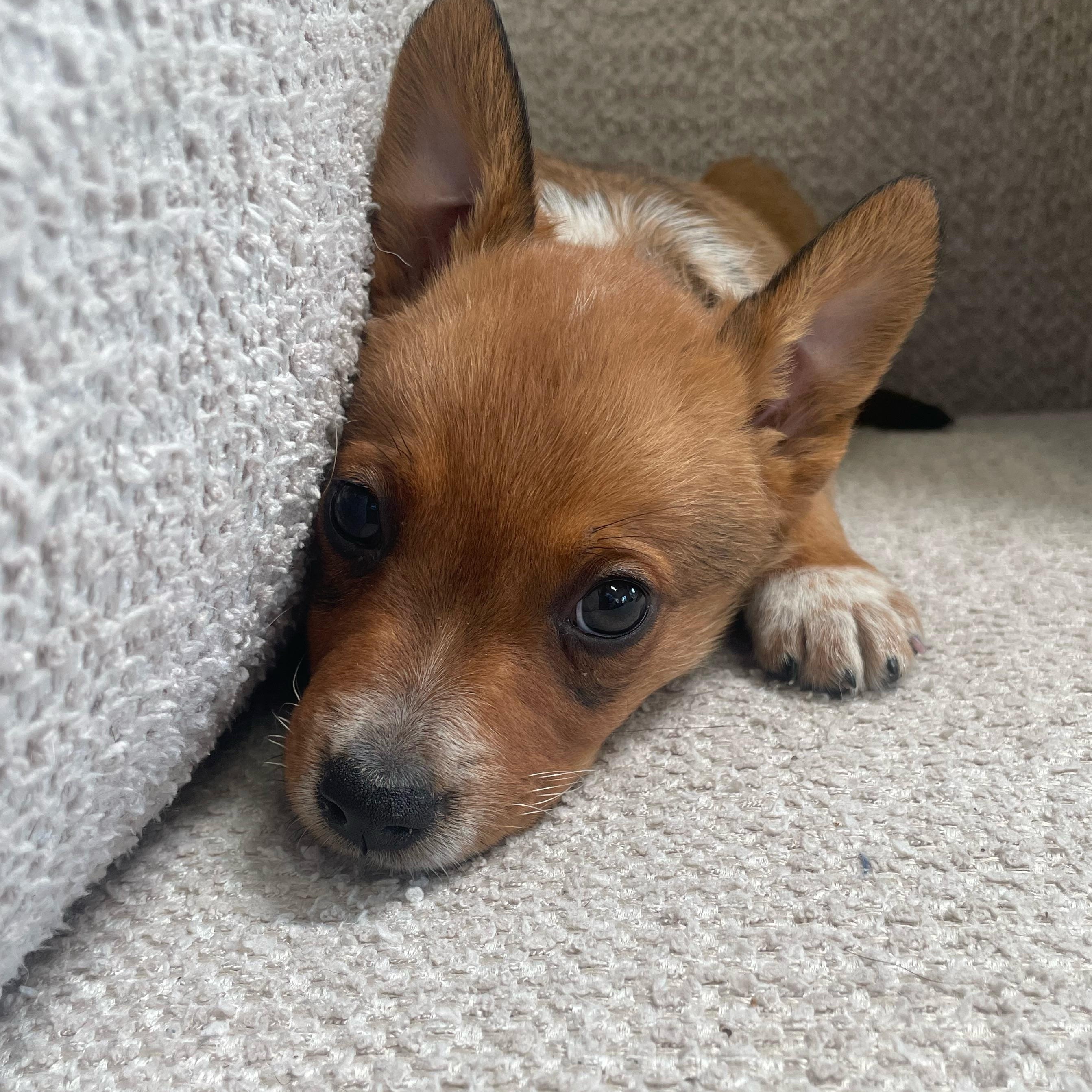 Enlarge Bluey, a ADOPTABLE mixed breed in Rock Hill, SC image 4/5