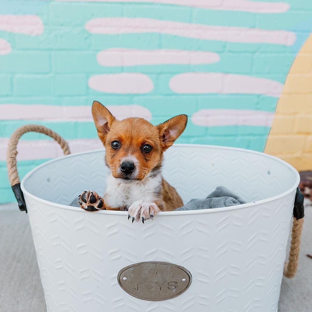 Enlarge Bluey, a ADOPTABLE mixed breed in Rock Hill, SC image 5/5