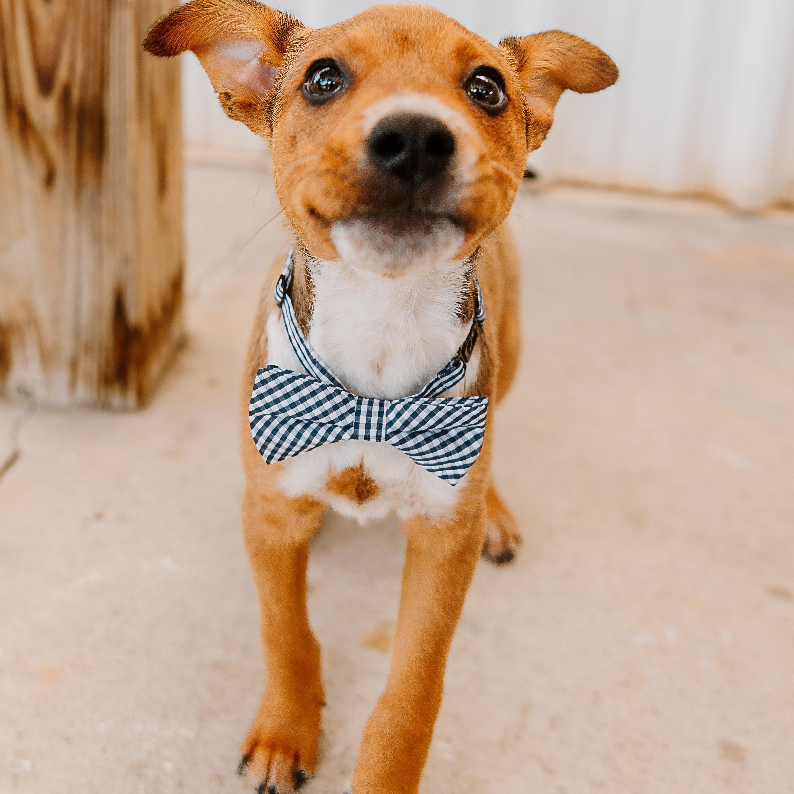 Bluey, an adopted mixed breed in Rock Hill, SC image 2/6