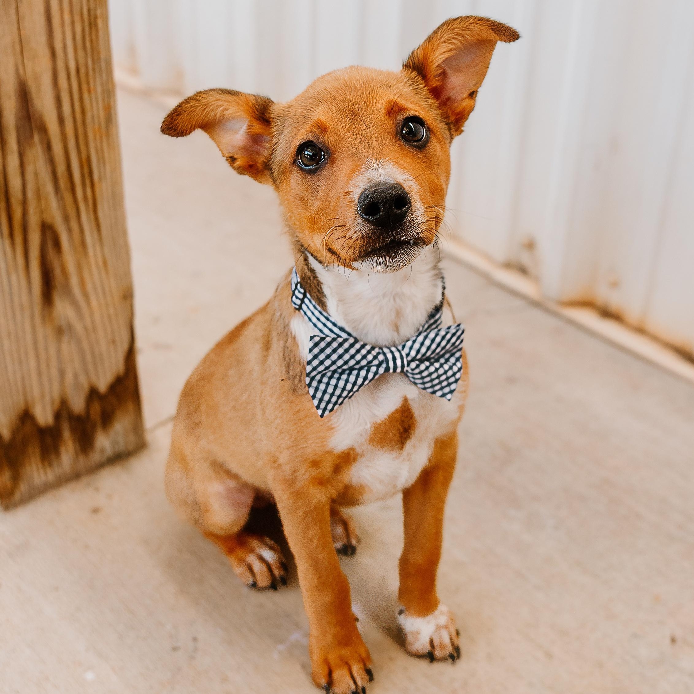 Bluey, an adopted mixed breed in Rock Hill, SC image 1/6