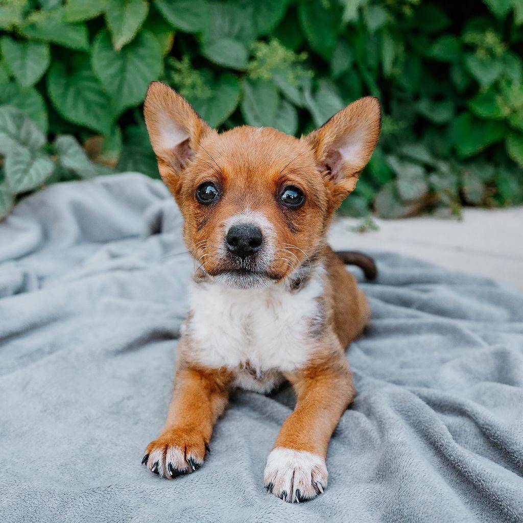 Enlarge Bluey, a ADOPTABLE mixed breed in Rock Hill, SC image 3/5
