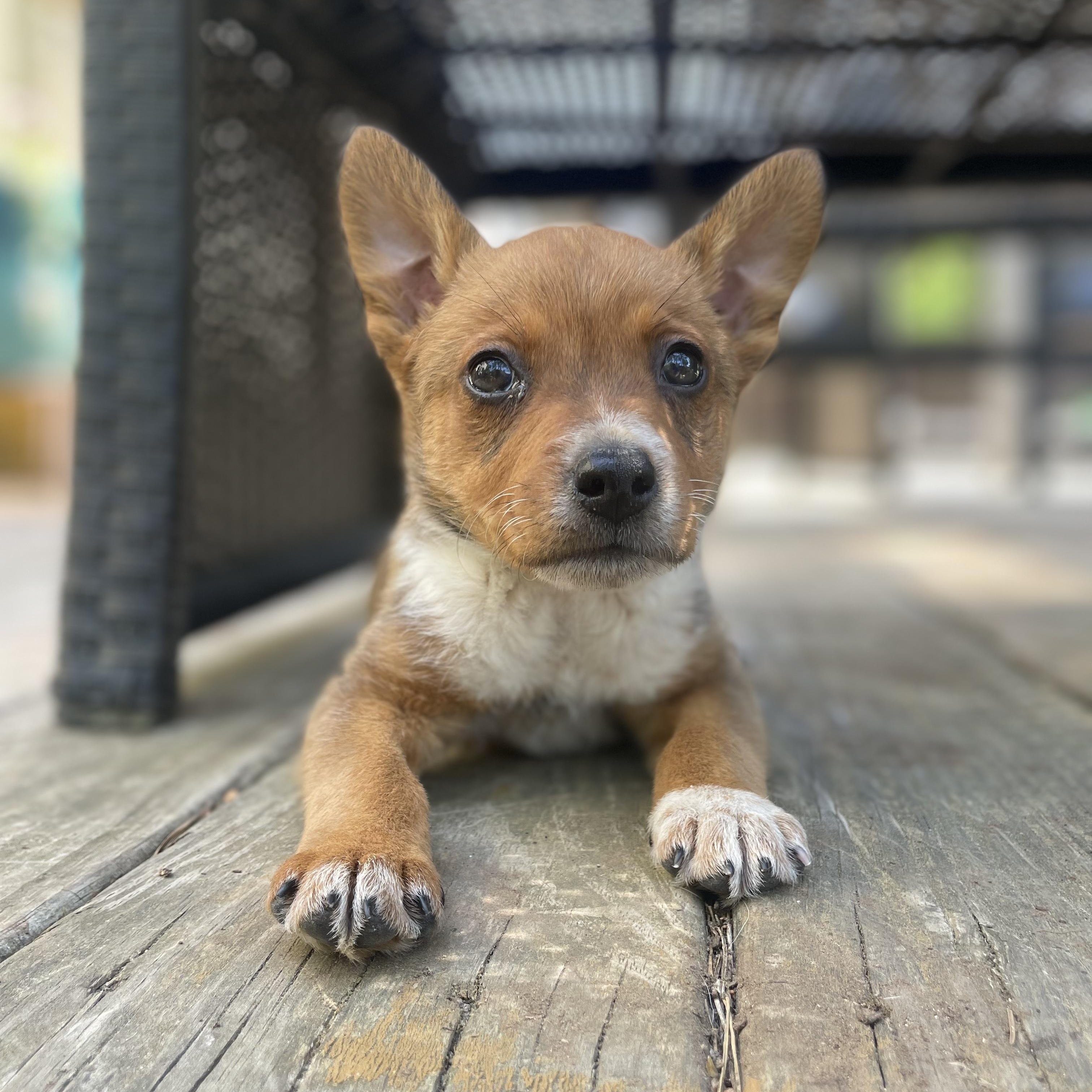 Enlarge Bluey, a ADOPTABLE mixed breed in Rock Hill, SC image 2/5