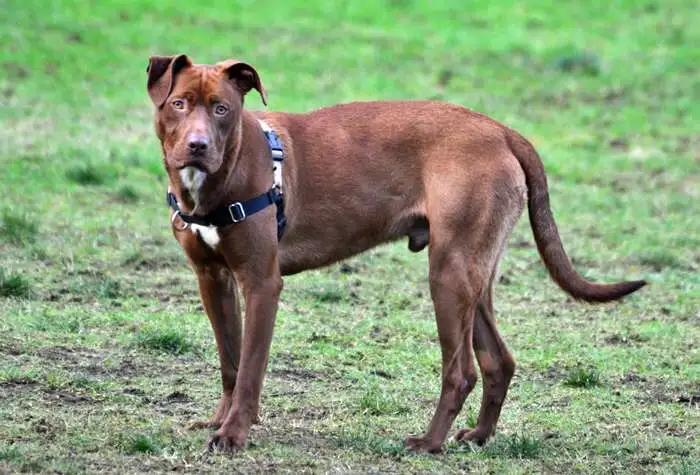 Enlarge Coco, a ADOPTABLE Labrador Retriever in Coupeville, WA image 2/2