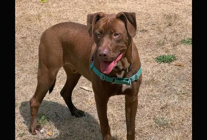 Enlarge Coco, a ADOPTABLE Labrador Retriever in Coupeville, WA image 1/2