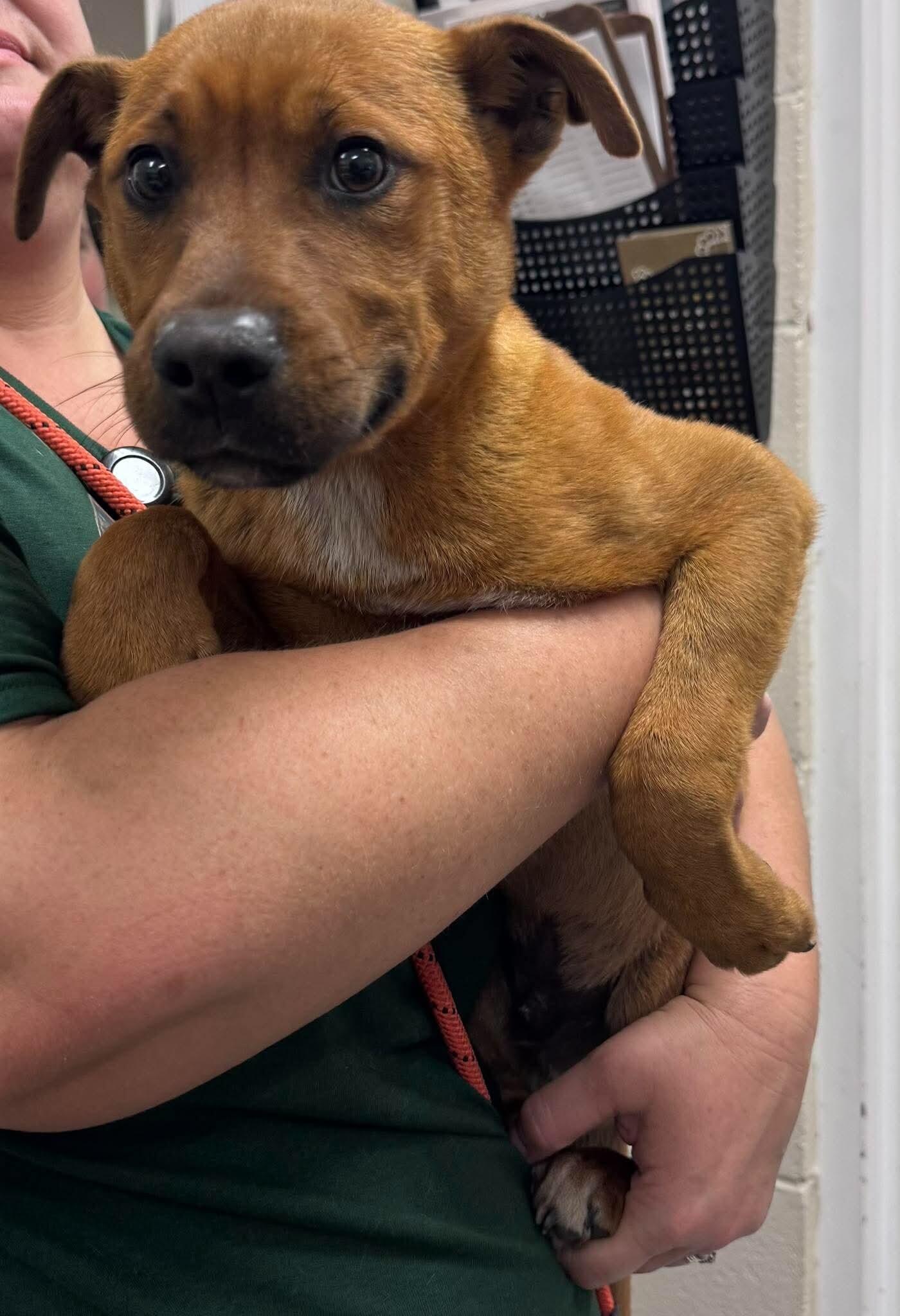 Roscoe, Adoptable, Young Male Catahoula Leopard Dog & Pit Bull Terrier.