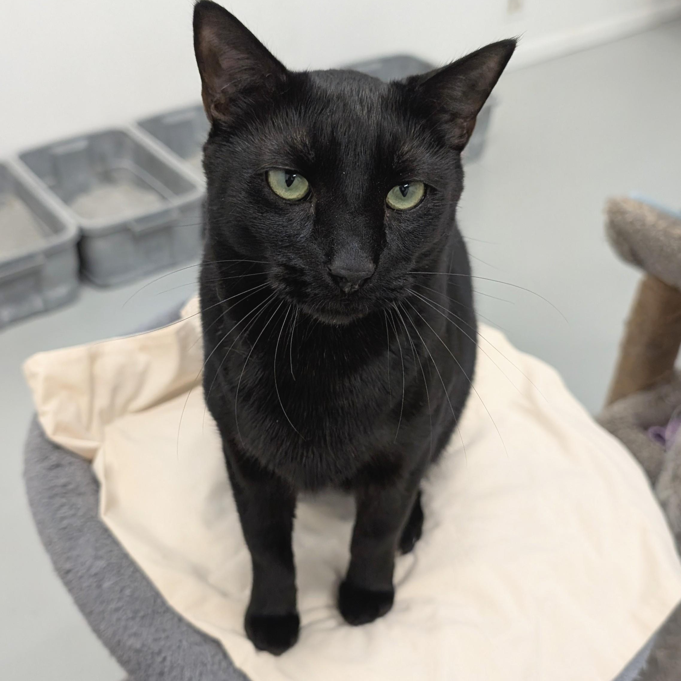 Enlarge Finn, a Adoptable mixed breed in West Palm Beach, FL image 6/6