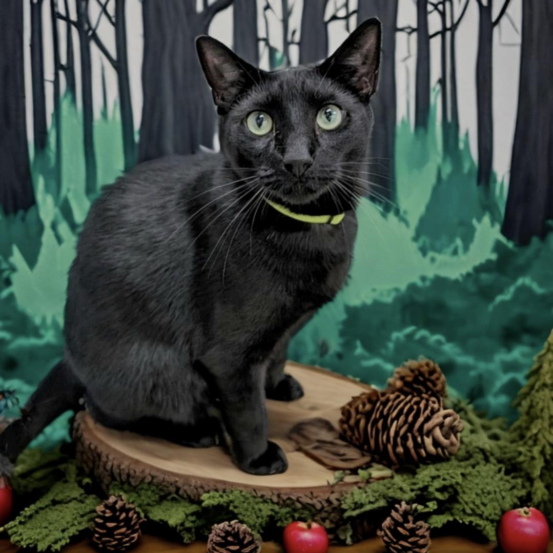 Enlarge Finn, a Adoptable mixed breed in West Palm Beach, FL image 3/6