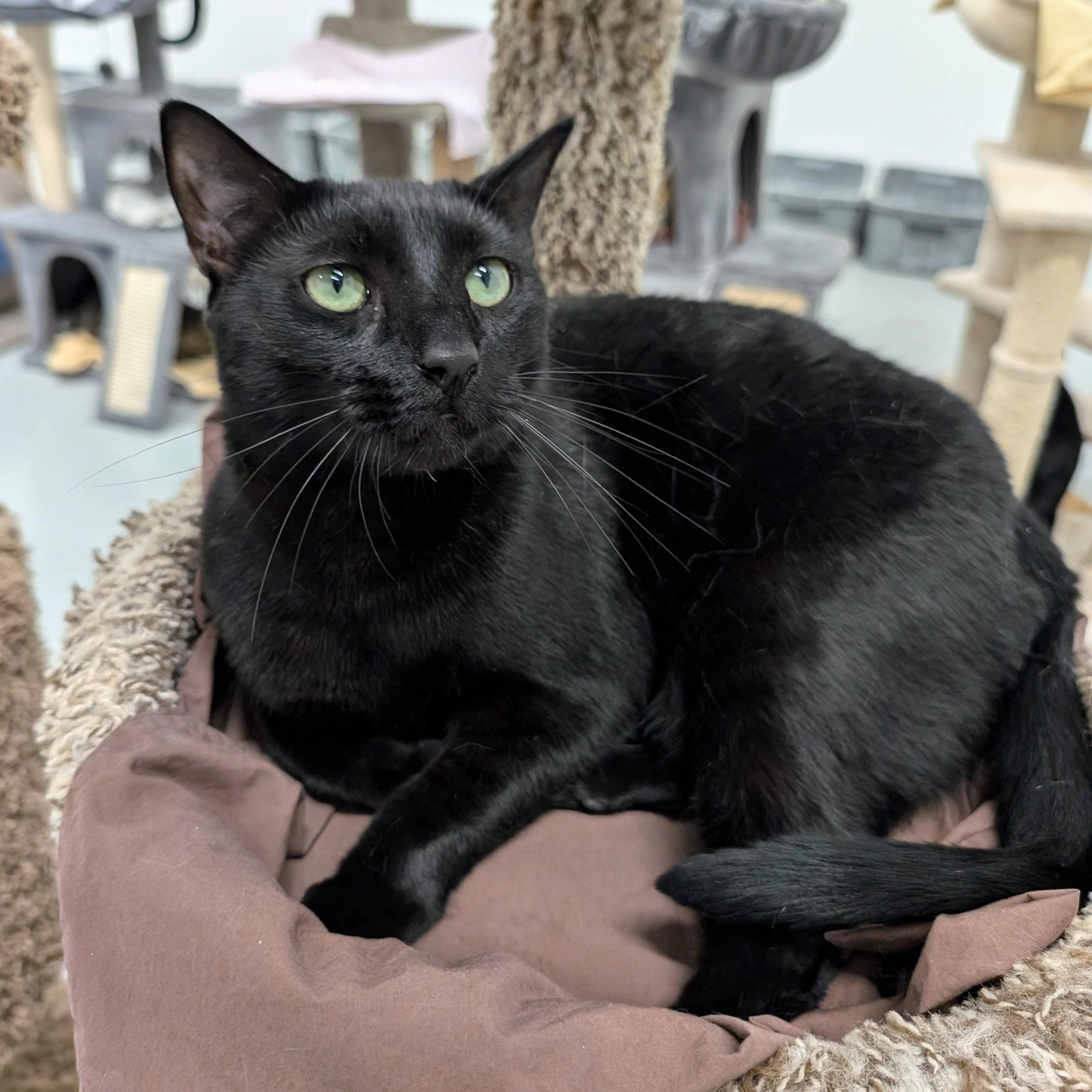 Enlarge Finn, a Adoptable mixed breed in West Palm Beach, FL image 2/6