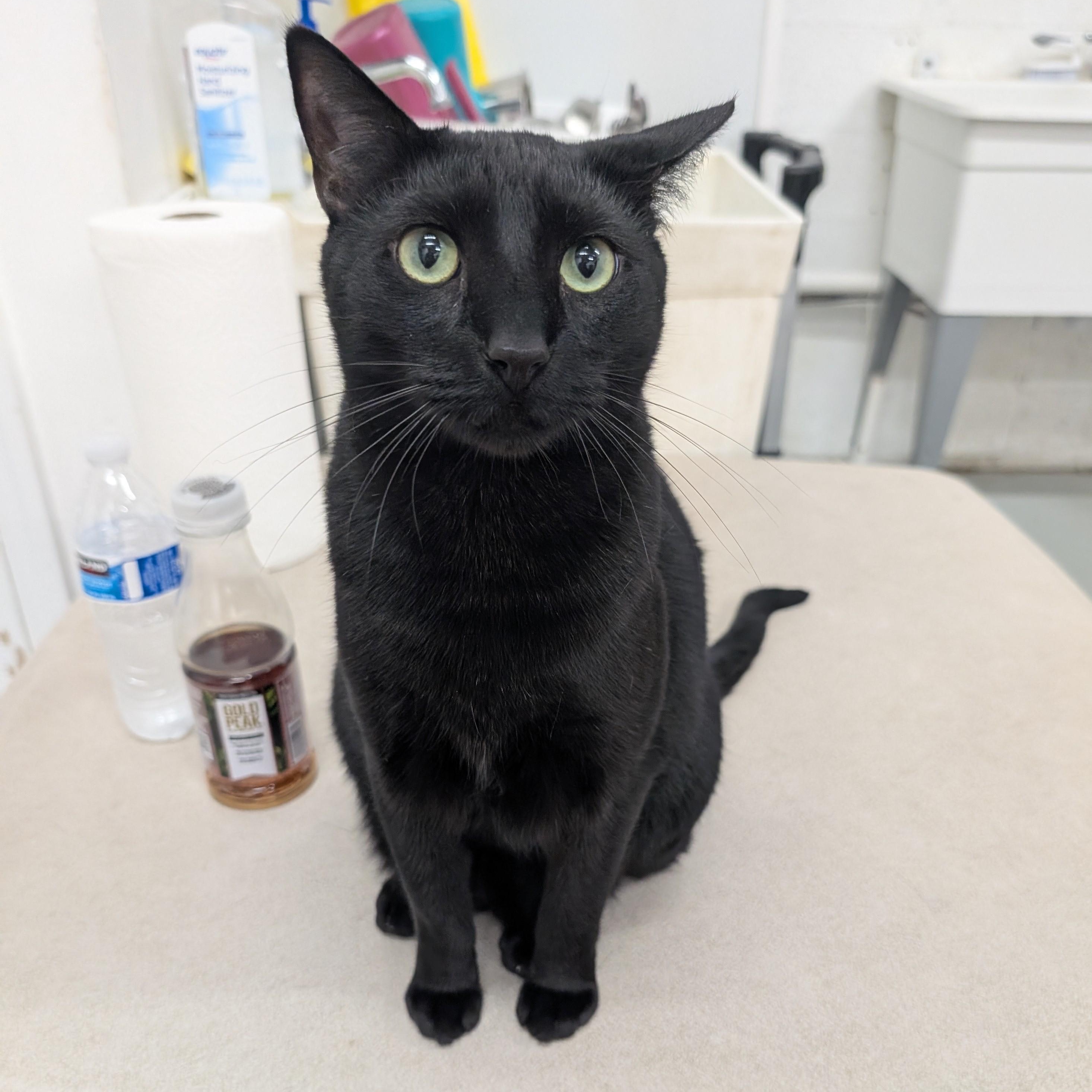 Finn, Adoptable, Young Male Domestic Short Hair & American Shorthair.