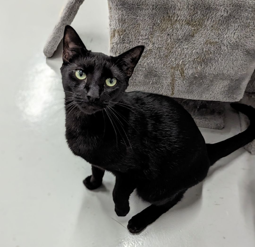 Enlarge Finn, a Adoptable mixed breed in West Palm Beach, FL image 5/6