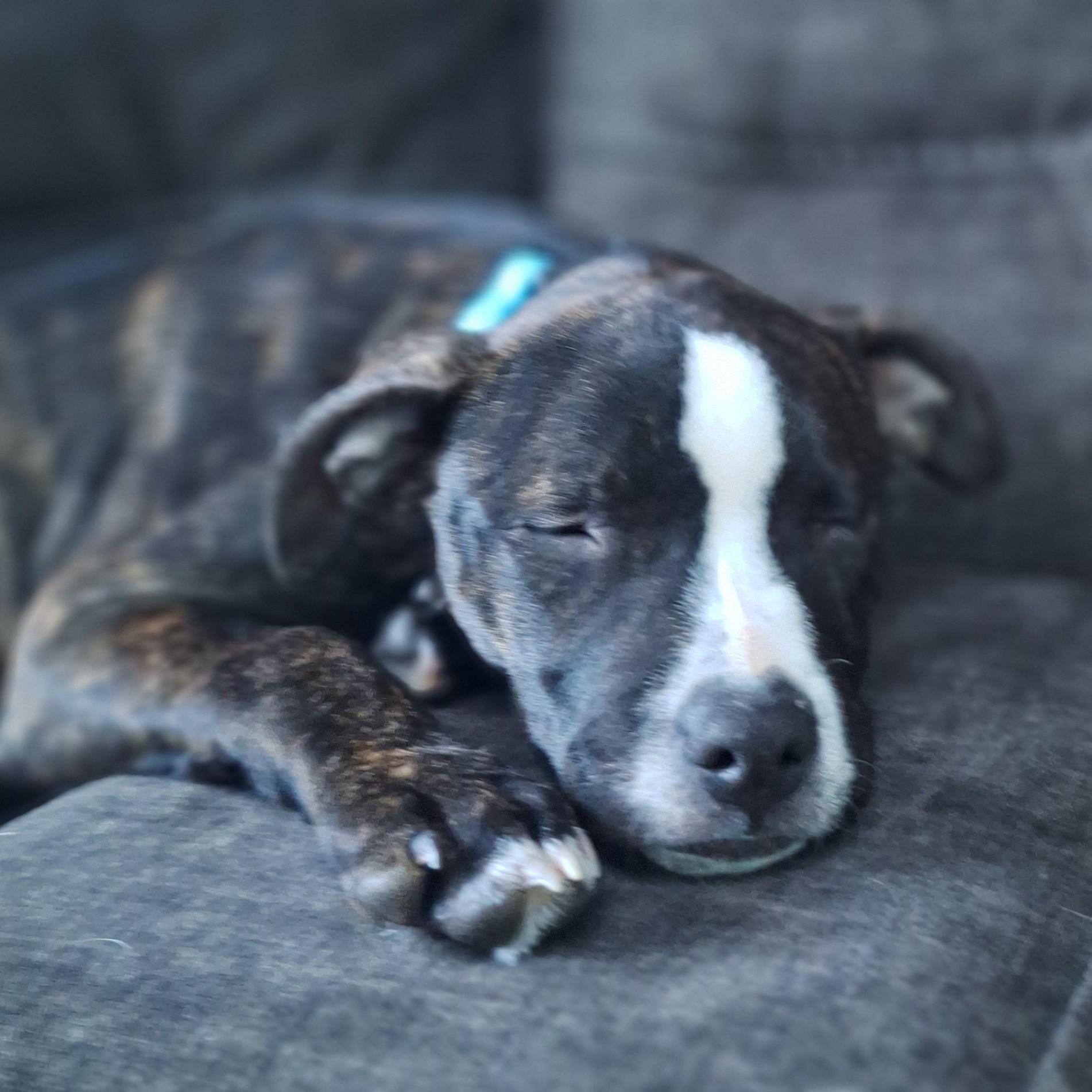 Enlarge Boone, a Adoptable mixed breed in Albany, NY image 6/6