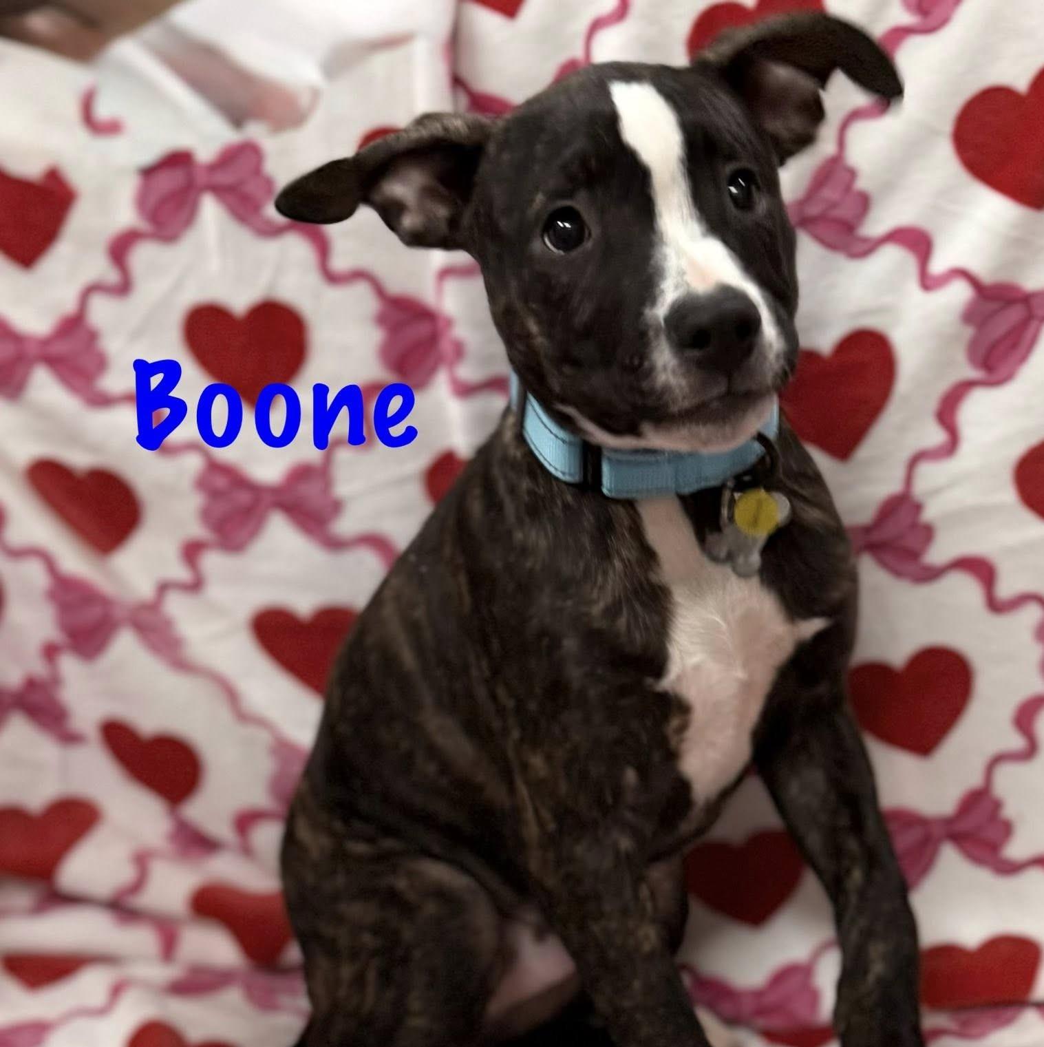 Enlarge Boone, a Adoptable mixed breed in Albany, NY image 2/6
