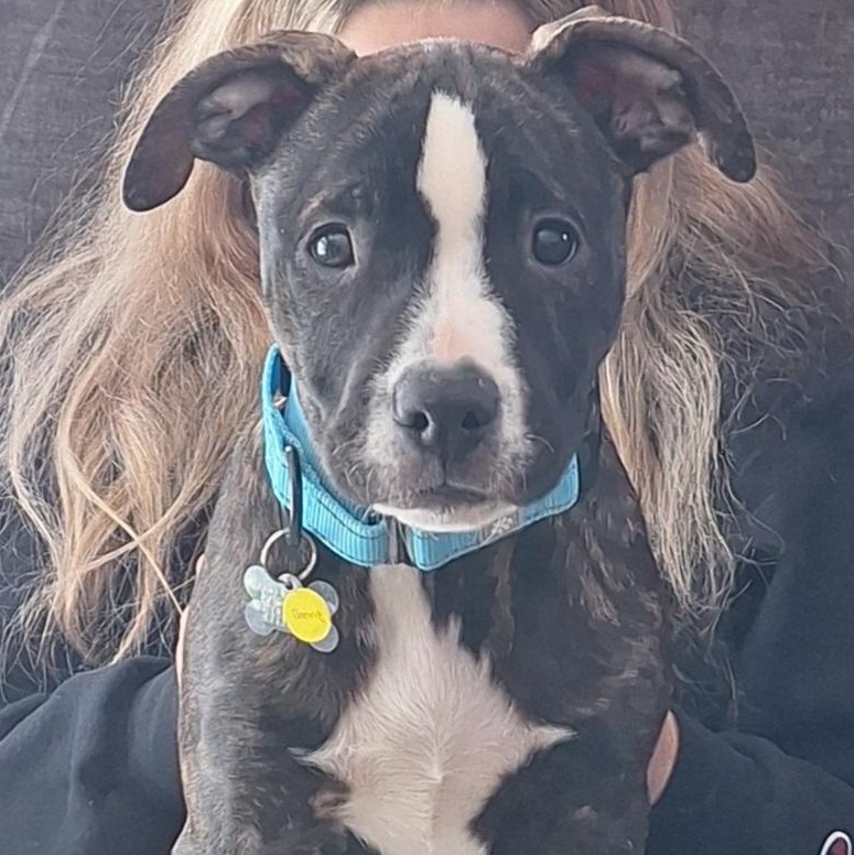 Enlarge Boone, a Adoptable mixed breed in Albany, NY image 1/6