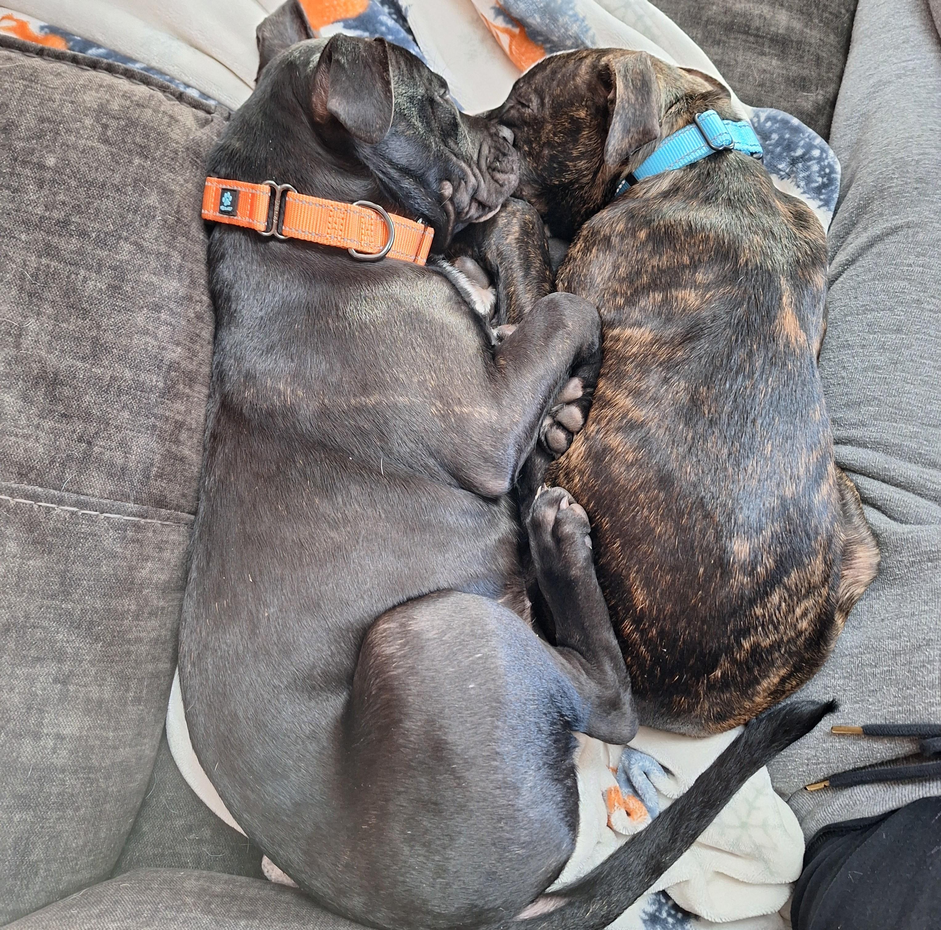 Enlarge Boone, a Adoptable mixed breed in Albany, NY image 4/6