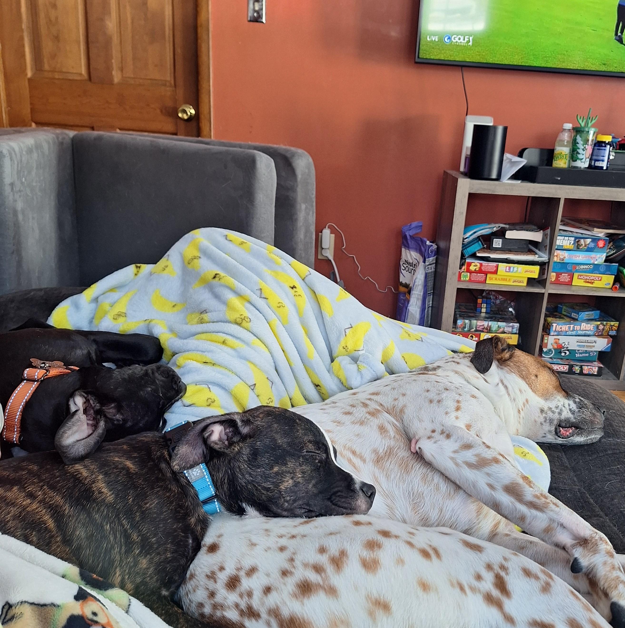 Enlarge Boone, a Adoptable mixed breed in Albany, NY image 5/6