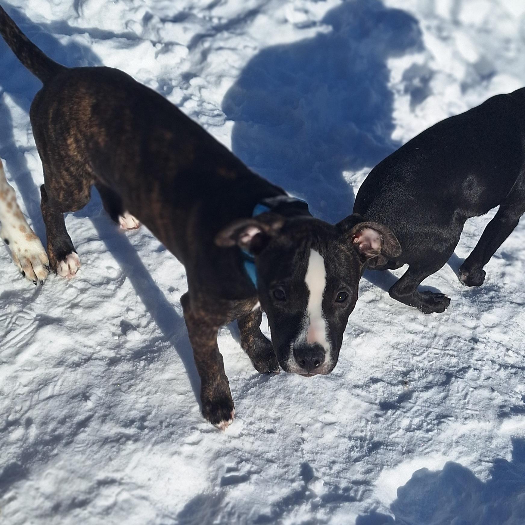 Enlarge Boone, a Adoptable mixed breed in Albany, NY image 3/6