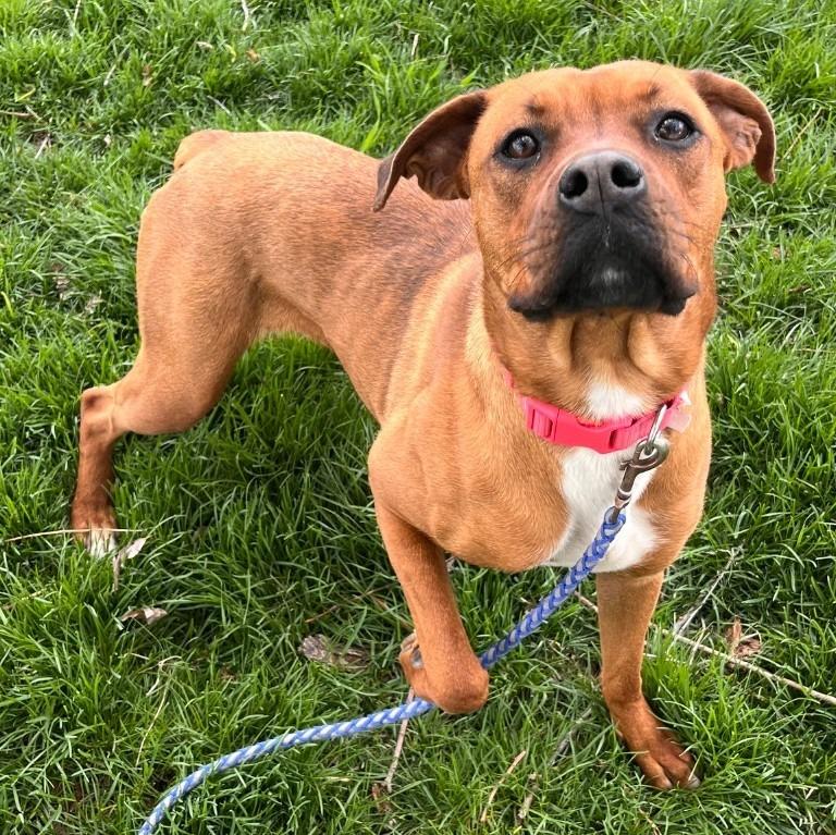 Enlarge Zinnia, a Adoptable mixed breed in Logan, UT image 1/1