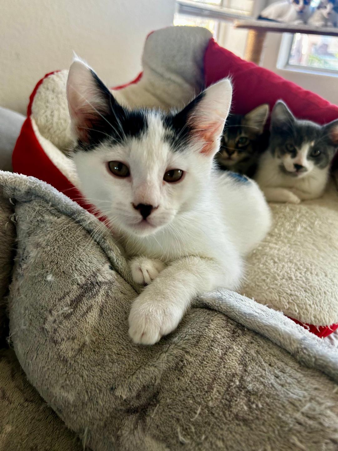 Enlarge Trouble, an adopted Domestic Short Hair in Oceanside, CA image 4/5