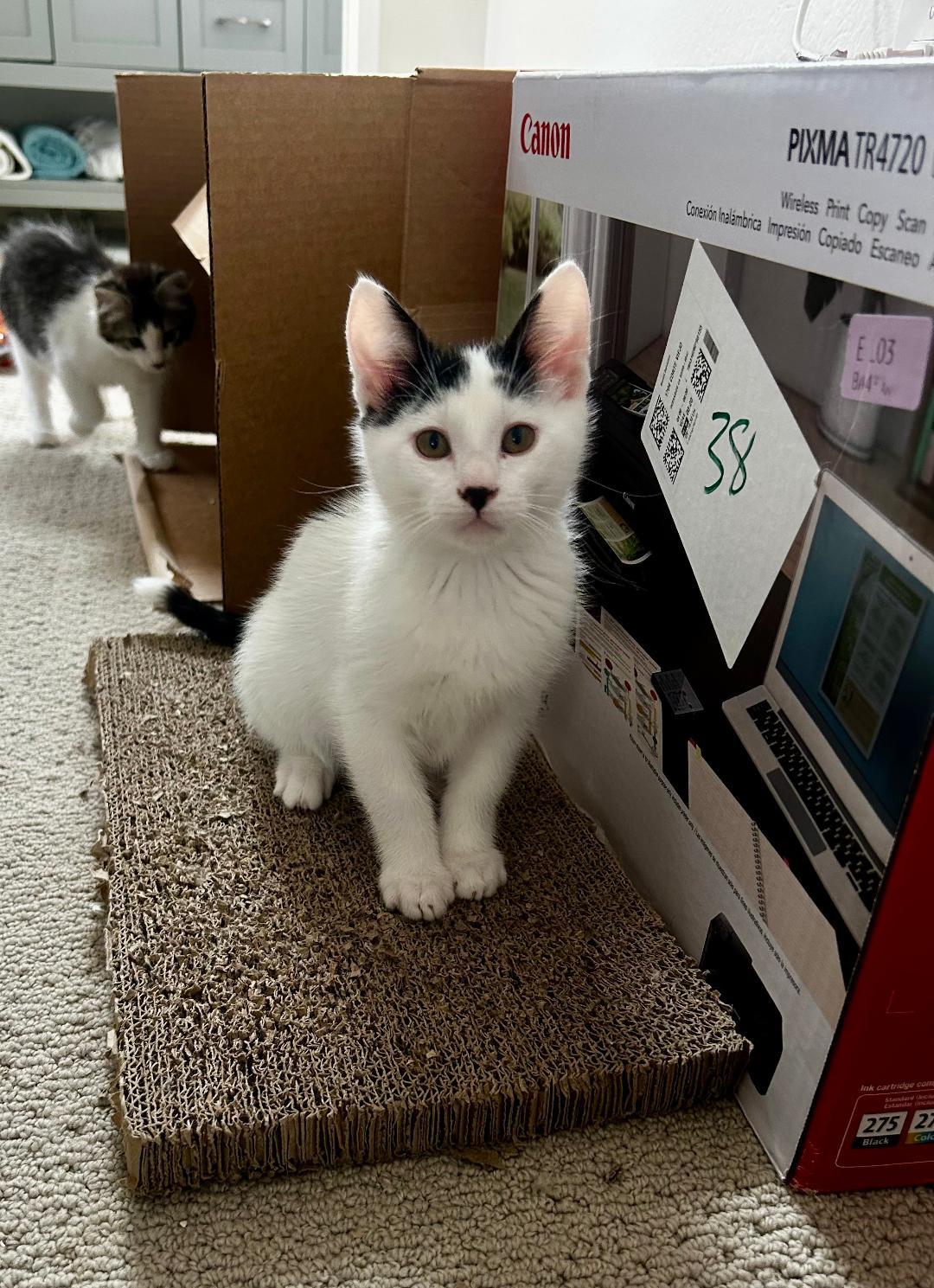 Enlarge Trouble, an adopted Domestic Short Hair in Oceanside, CA image 1/5