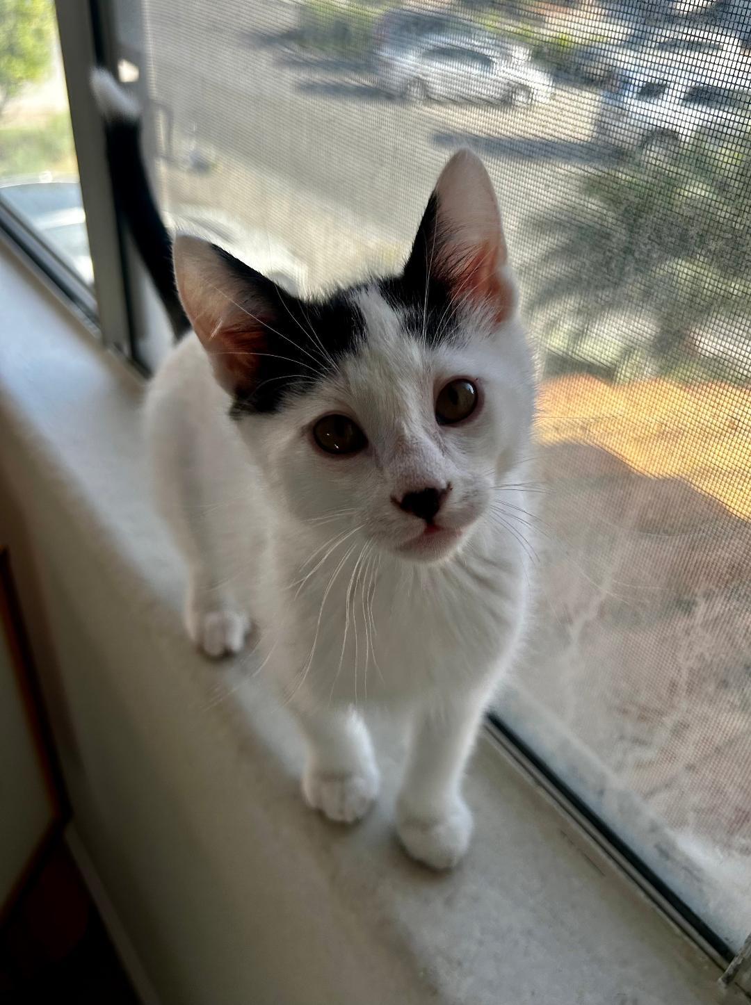 Enlarge Trouble, an adopted Domestic Short Hair in Oceanside, CA image 2/5